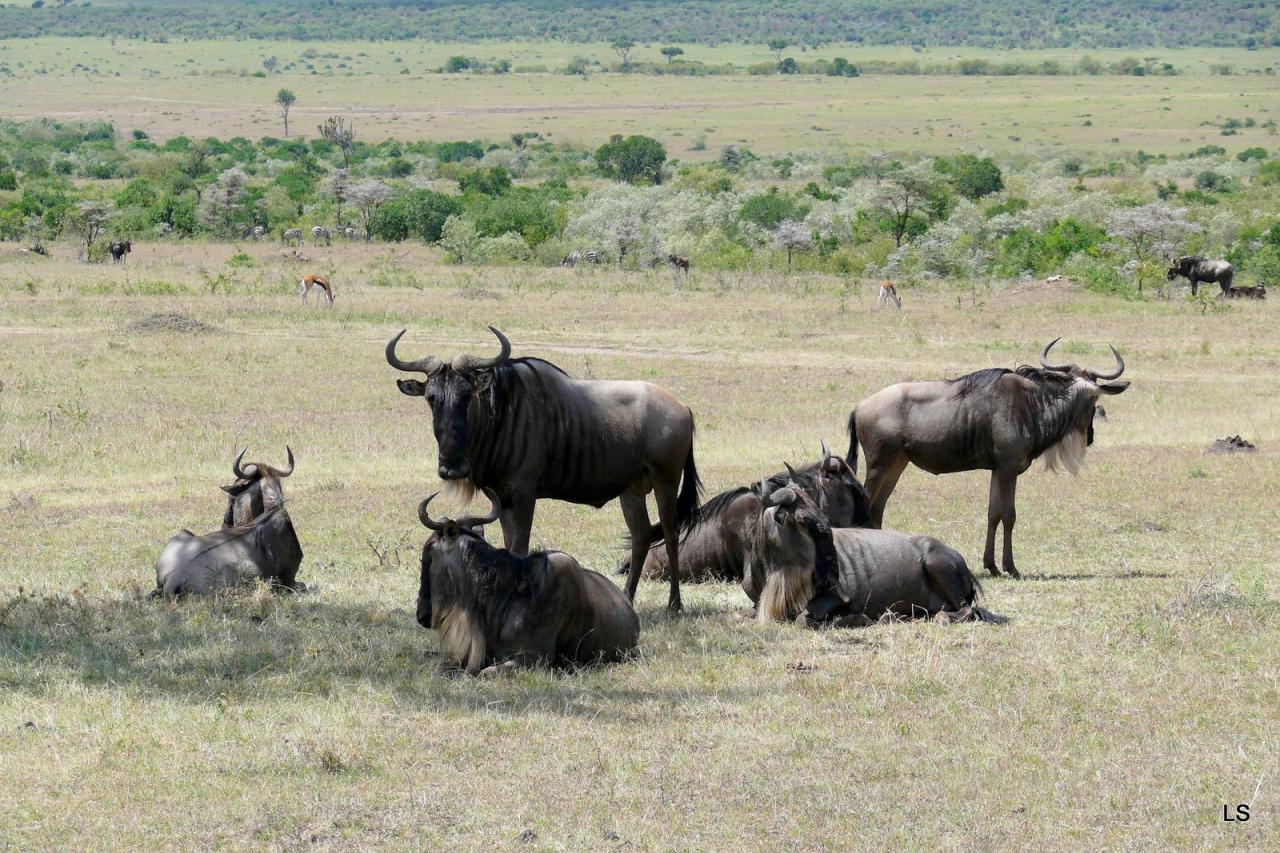 Gnou bleu à barbe blanche/Blue Wildebeest (1)