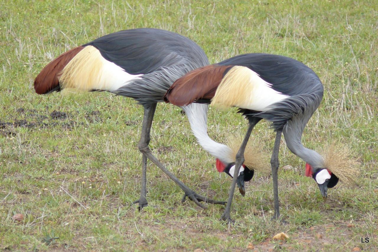 Grue couronnée/Grey Crowned Crane (1)