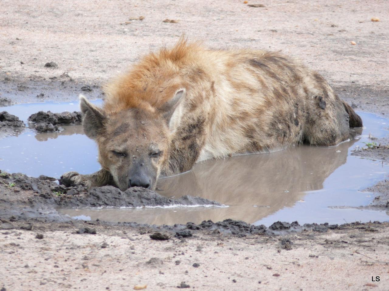 Hyène tachetée/Spotted Hyena (5)