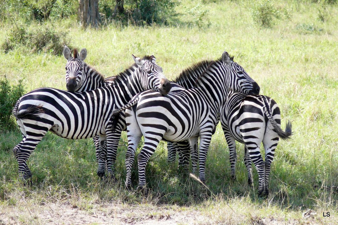 zèbre de Burchell/Burchell's Zebra (3)