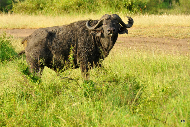 Buffle du Cap/Cape Buffalo (11)