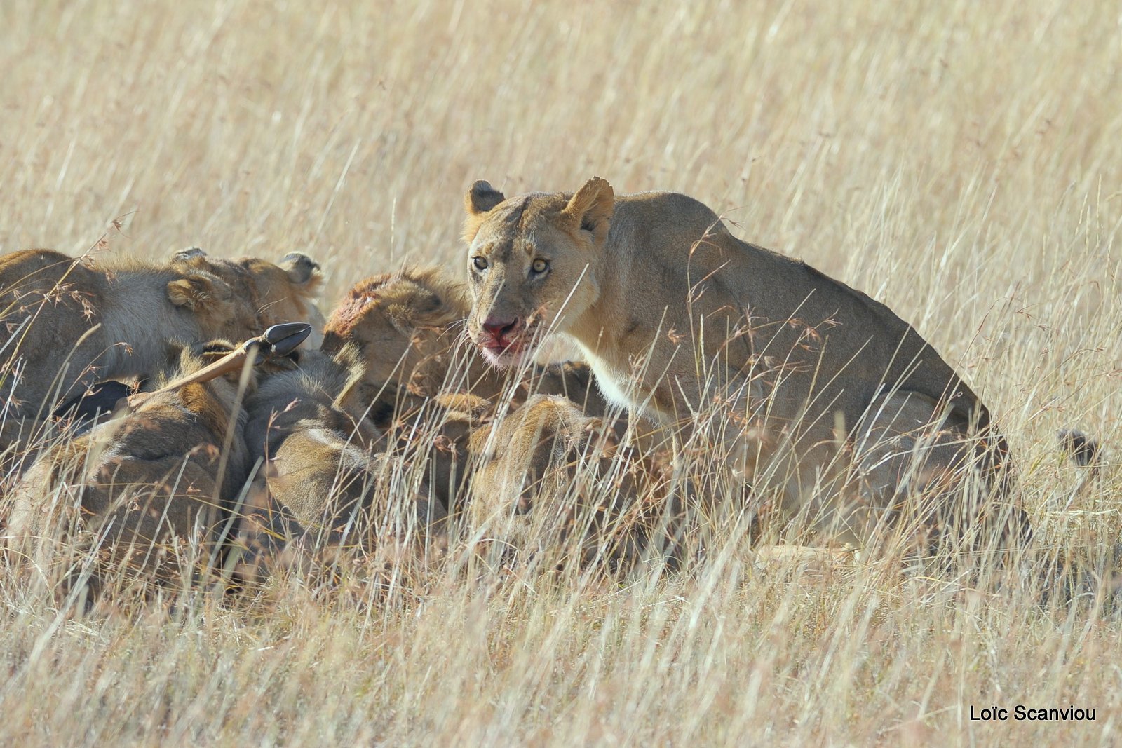 Repas de lion/Lion eating (5)