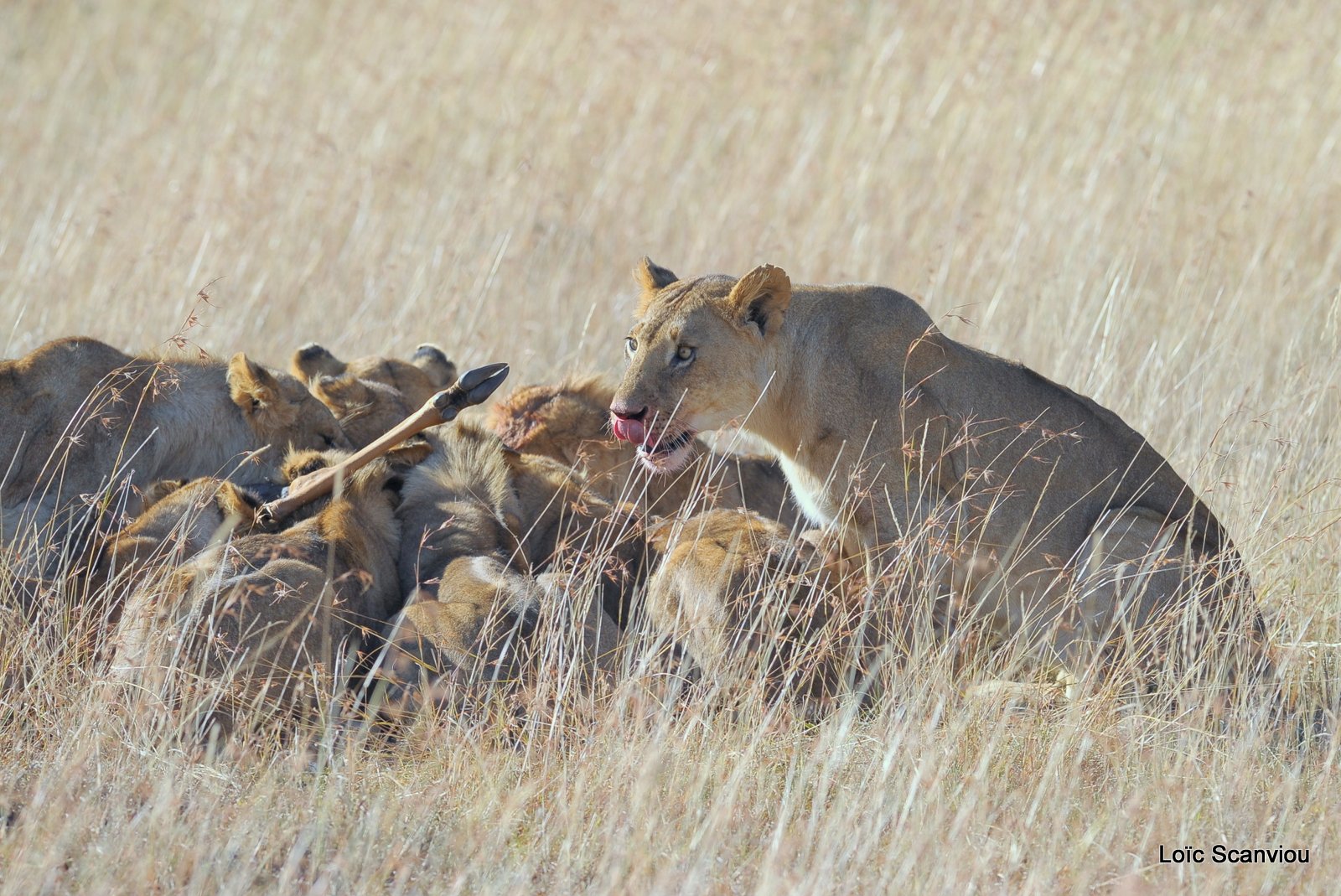 Repas de lion/Lion eating (6)