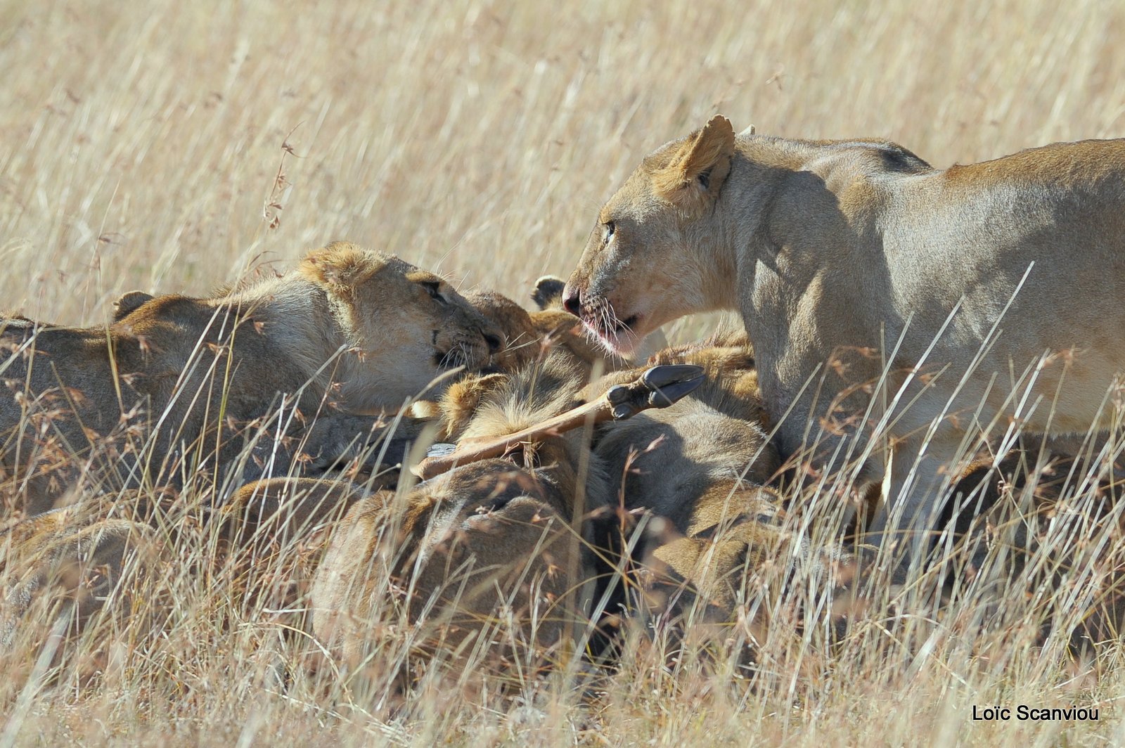 Repas de lion/Lion eating (7)