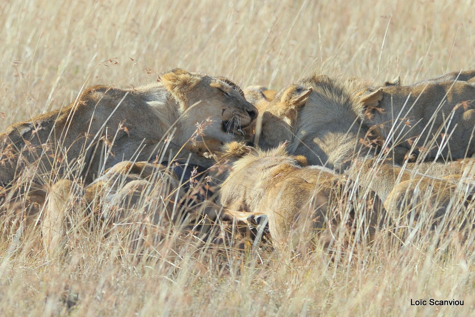 Repas de lion/Lion eating (8)