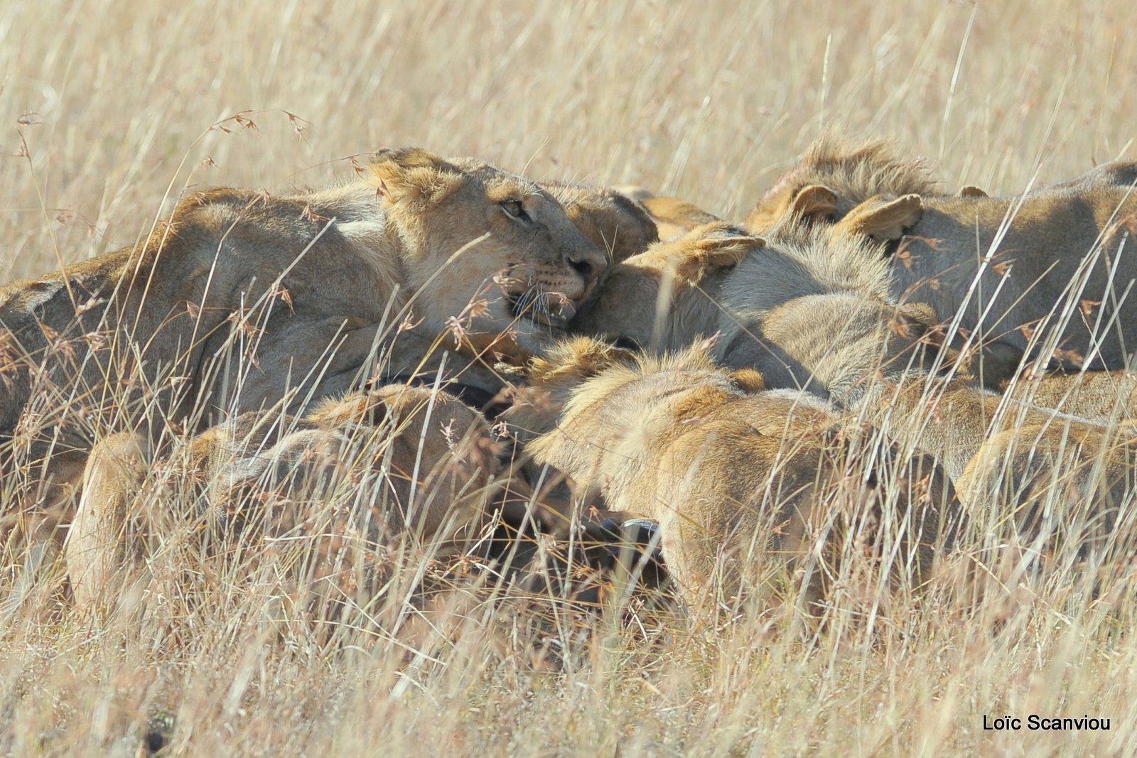 Repas de lion/Lion eating (9)