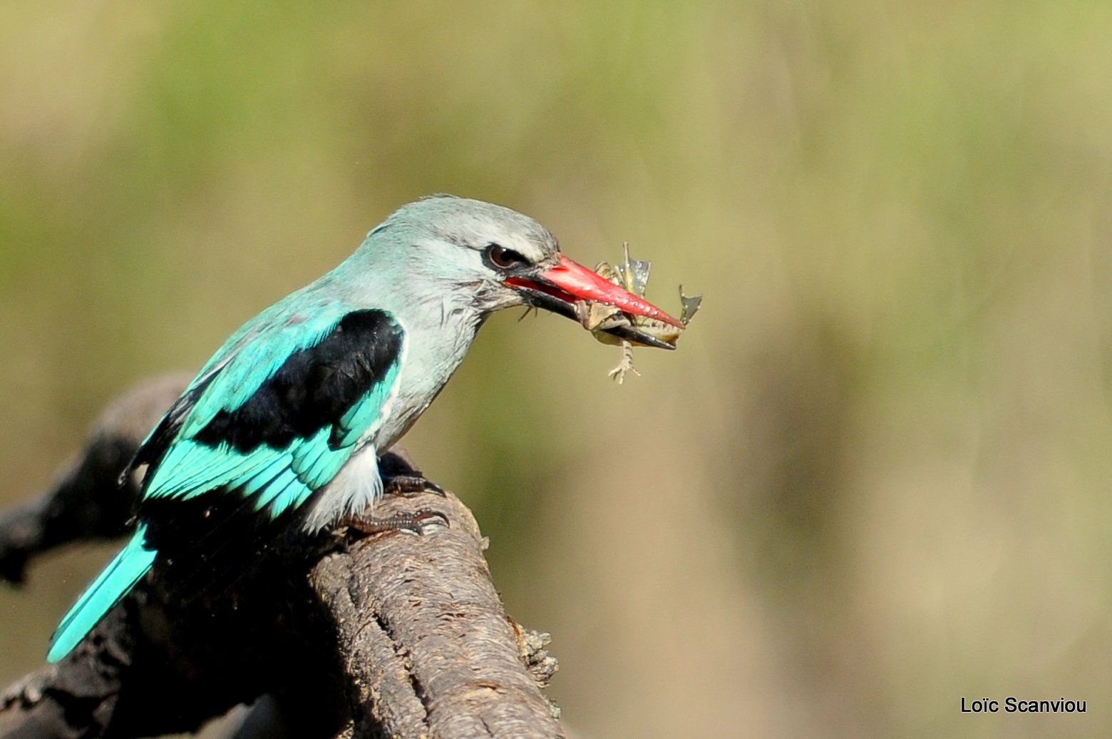 Martin-pêcheur du Sénégal/Woodland Kingfisher (1)