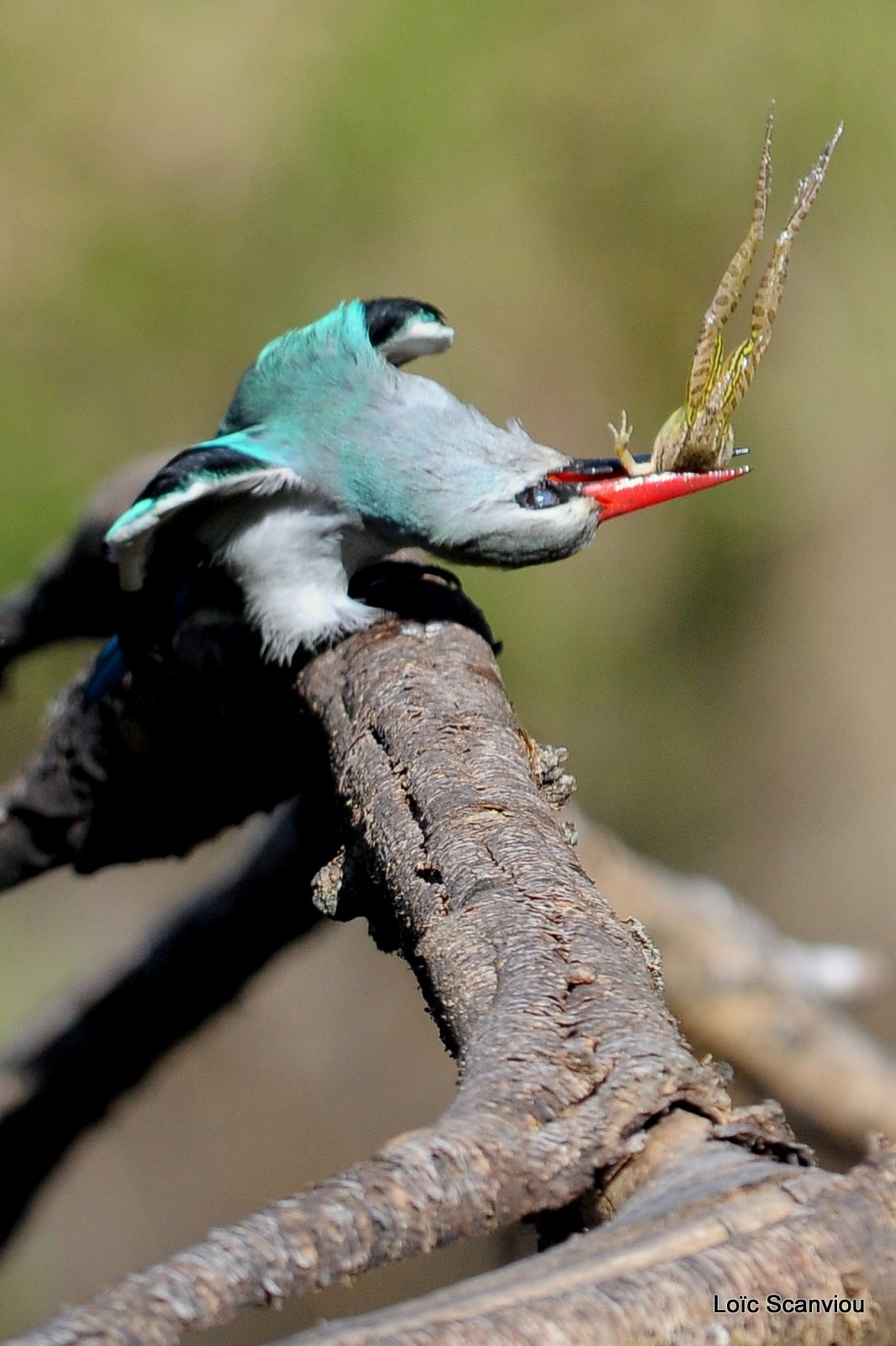 Martin-pêcheur du Sénégal/Woodland Kingfisher (2)