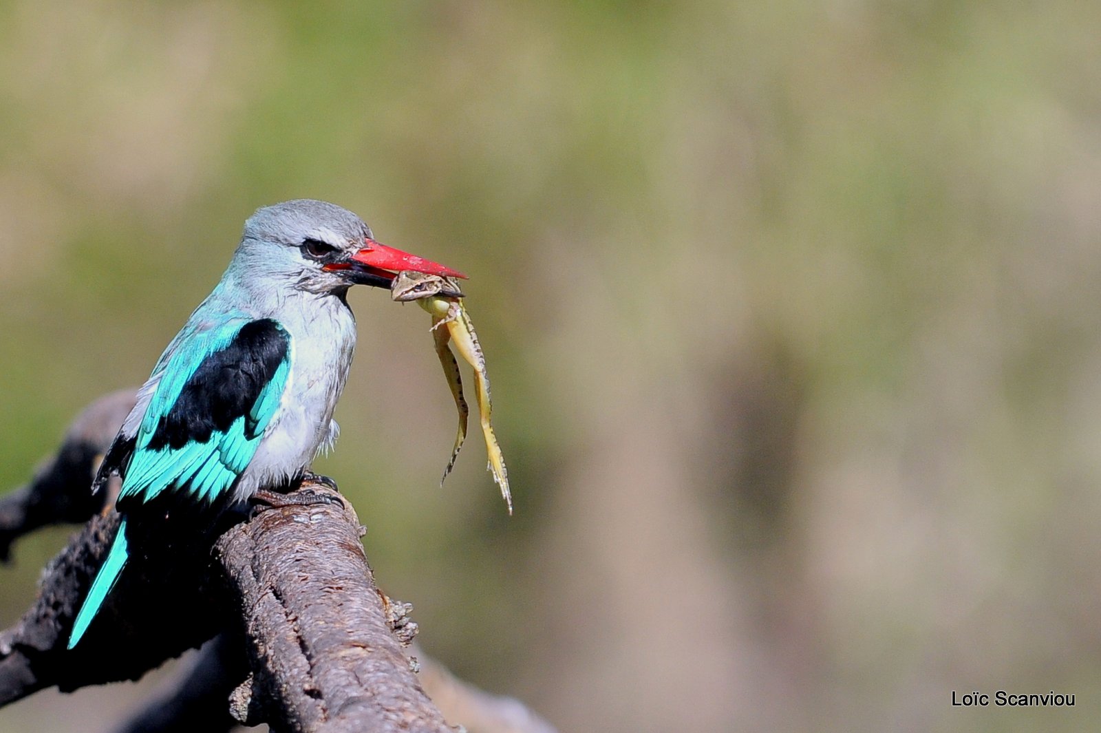 Martin-pêcheur du Sénégal/Woodland Kingfisher (3)