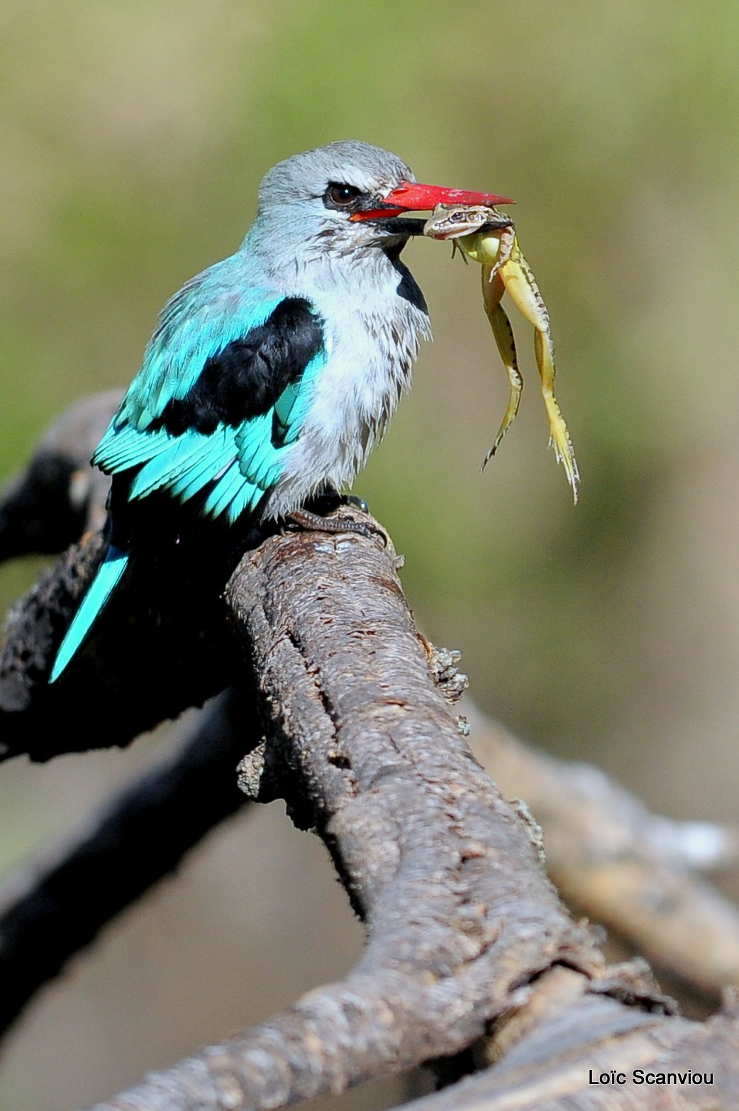 Martin-pêcheur du Sénégal/Woodland Kingfisher (4)