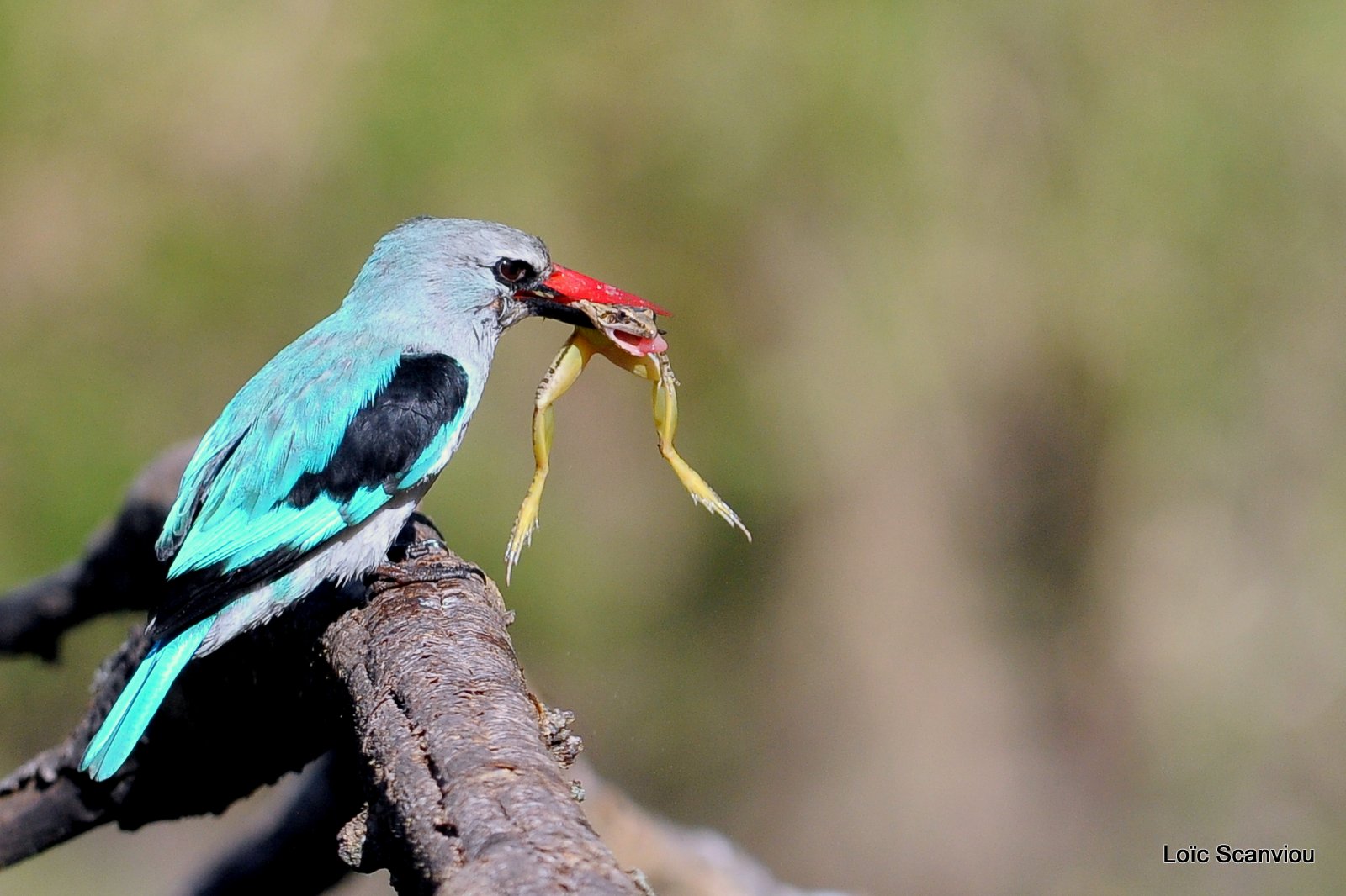 Martin-pêcheur du Sénégal/Woodland Kingfisher (6)