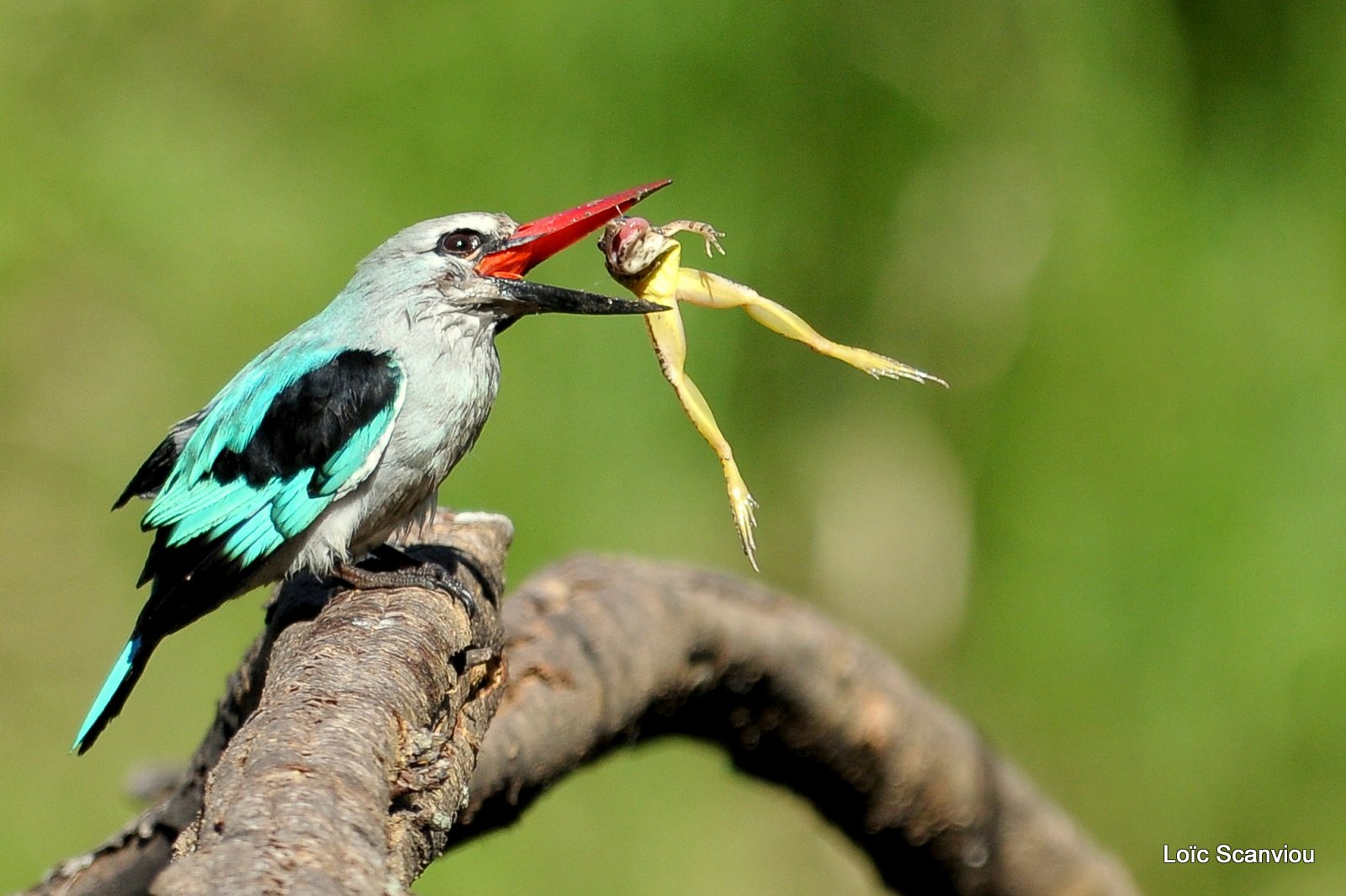 Martin-pêcheur du Sénégal/Woodland Kingfisher (7)