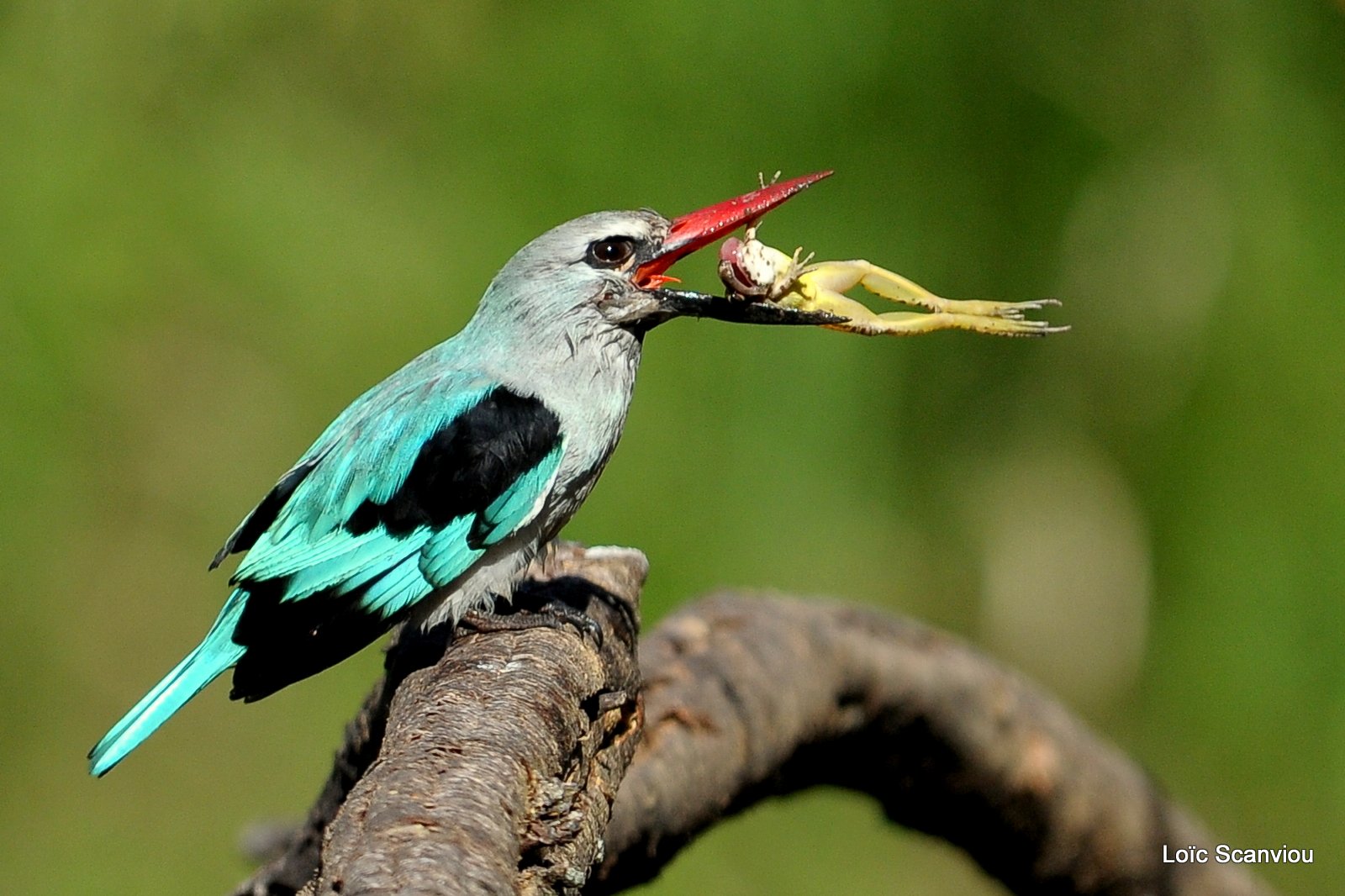 Martin-pêcheur du Sénégal/Woodland Kingfisher (8)