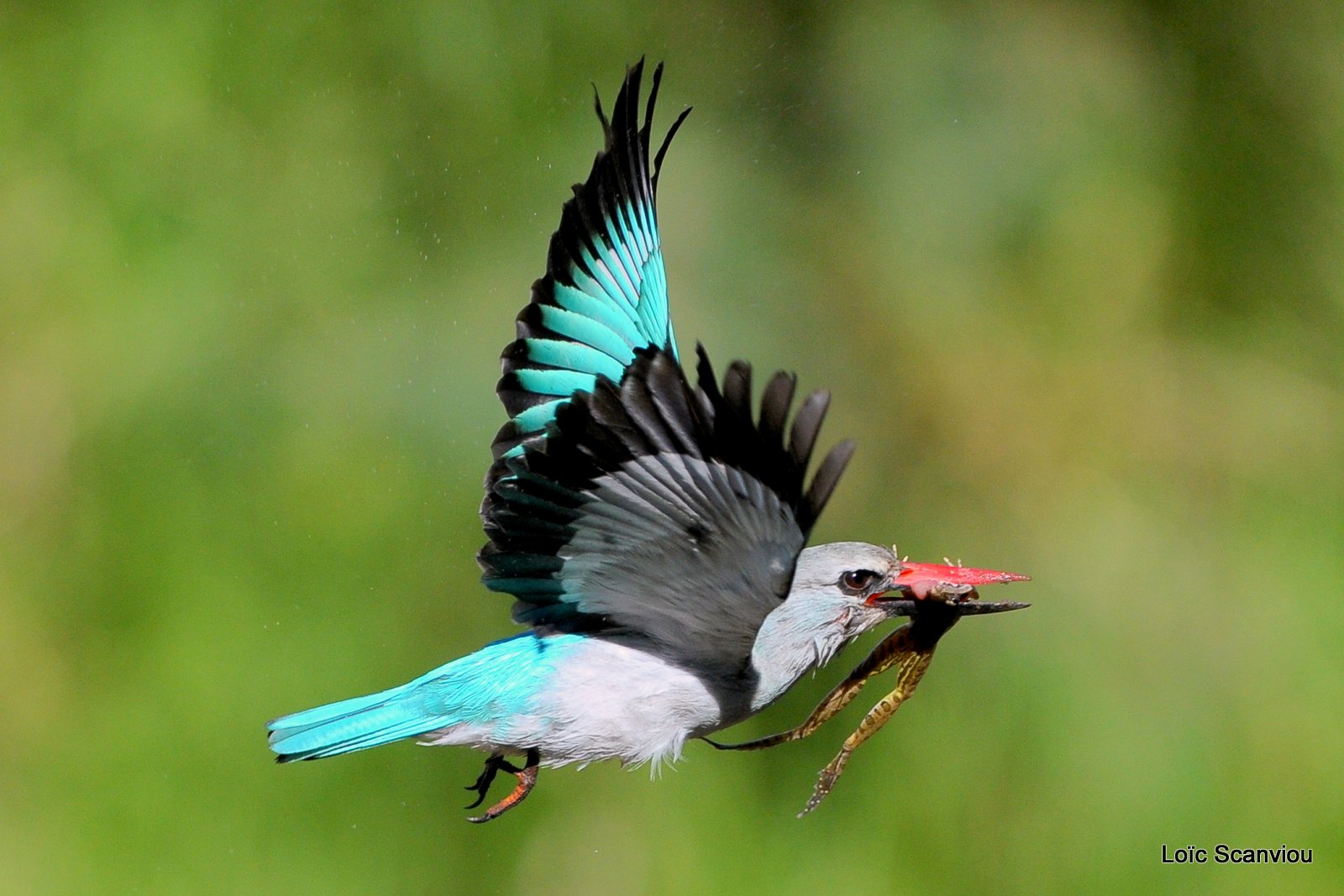 Martin-pêcheur du Sénégal/Woodland Kingfisher (9)