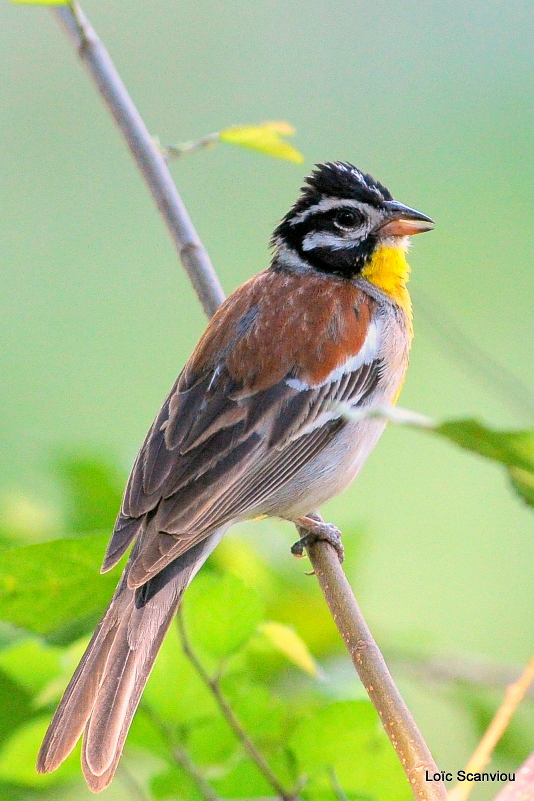 Bruant à poitrine dorée/Golden-breasted Bunting (2)