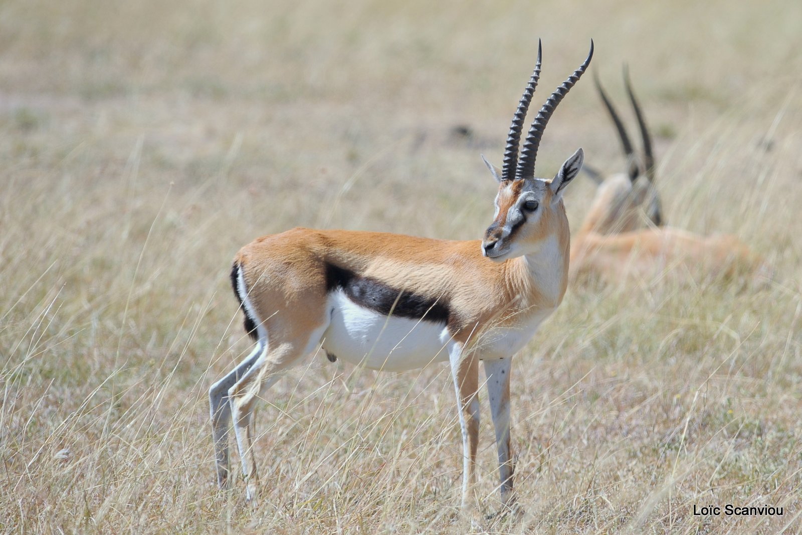 Gazelle de Thomson/Thomson's Gazelle (1)