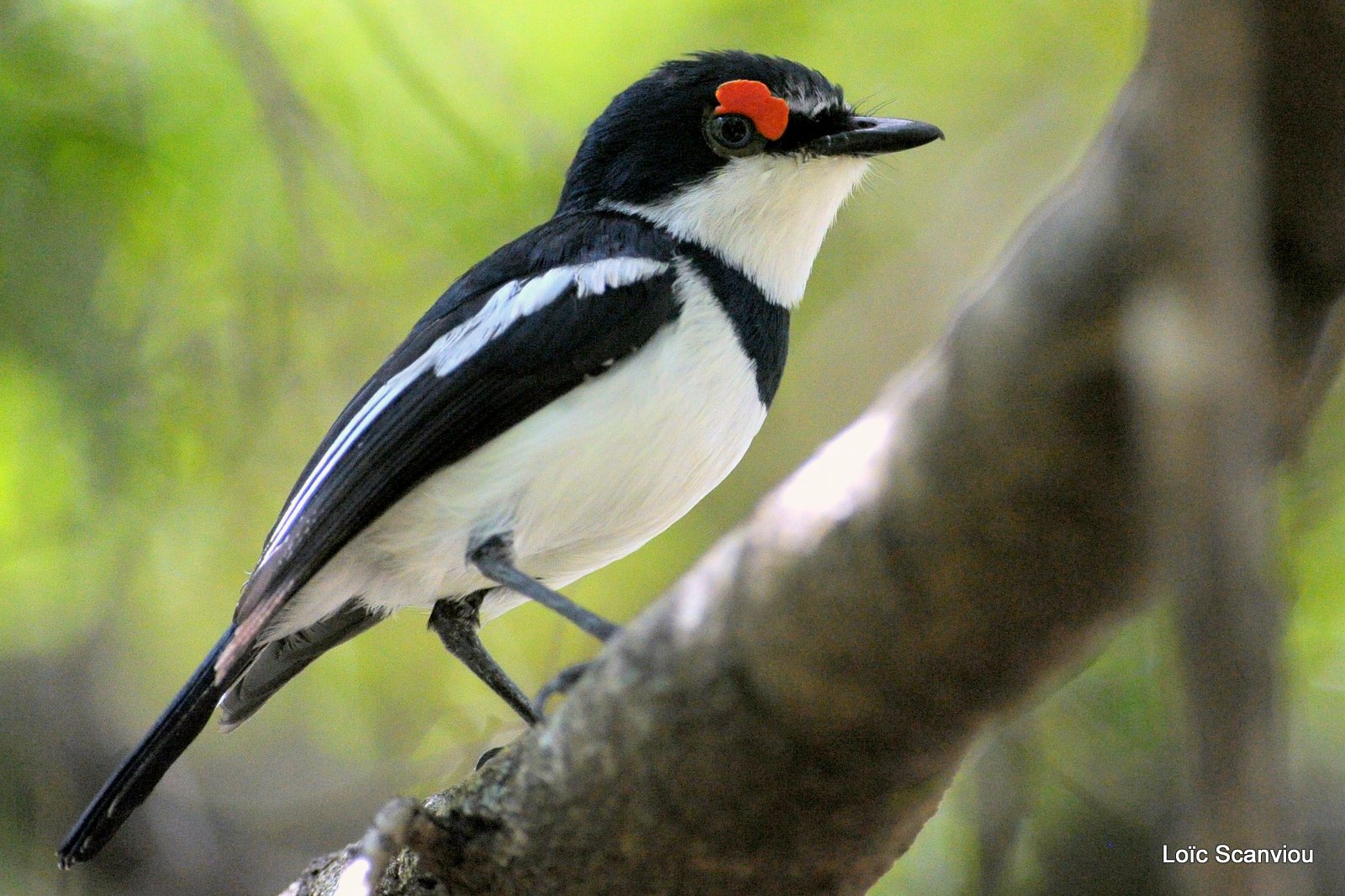 Pririt à collier/Common Wattle-eye (1)