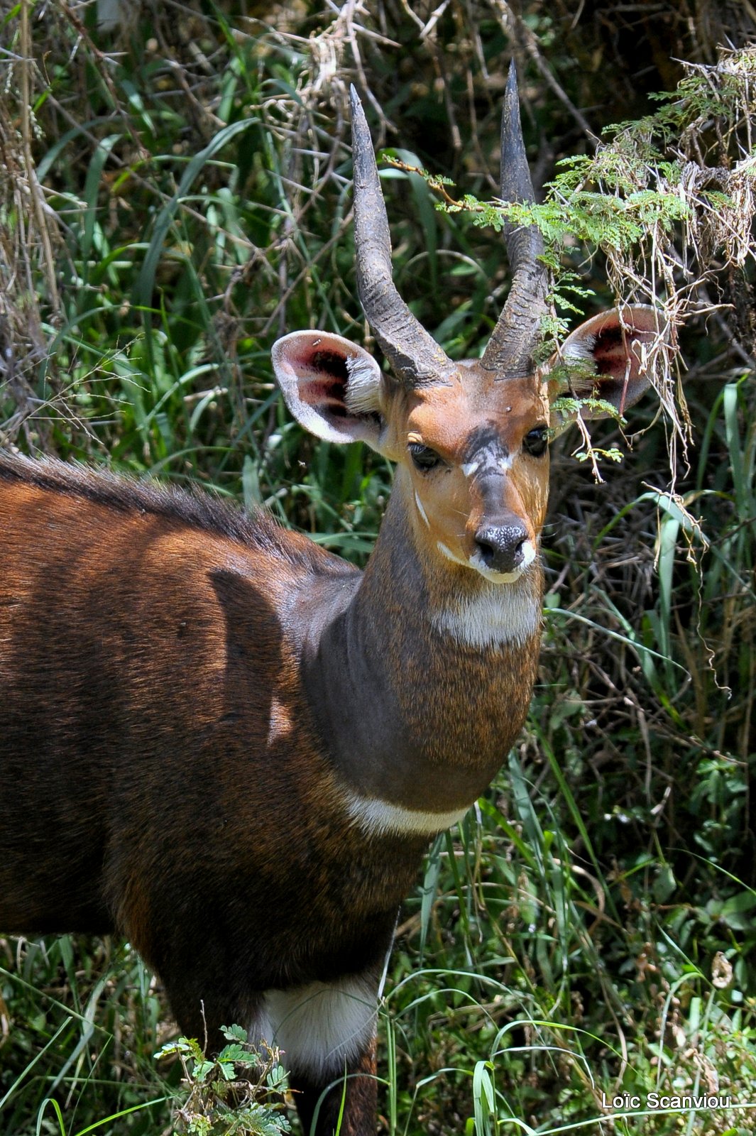 Guib harnaché/Bushbuck (1)