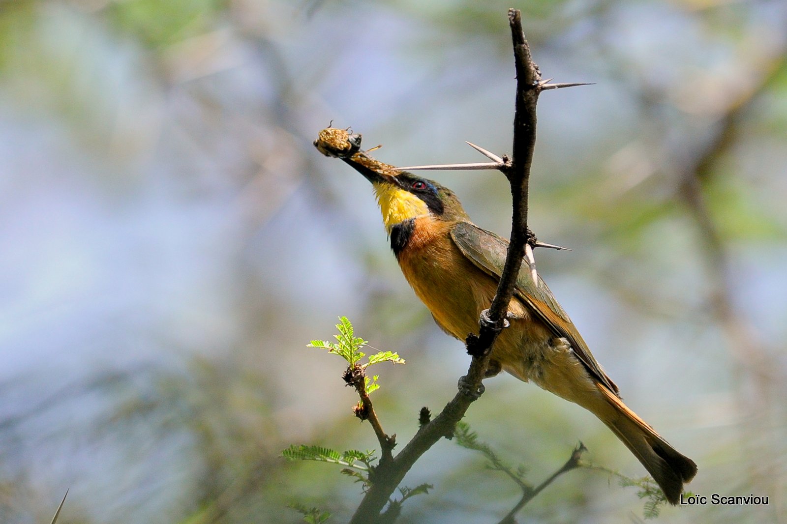 Guêpier nain/Little Bee-eater (1)