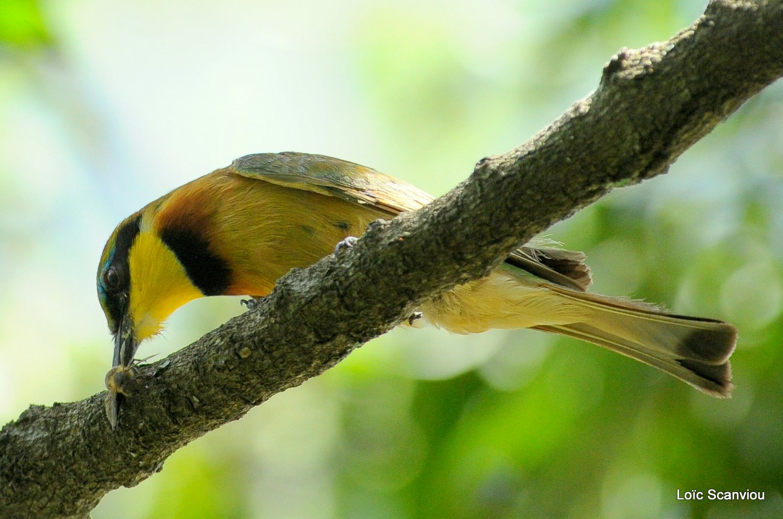 Guêpier nain/Little Bee-eater (2)