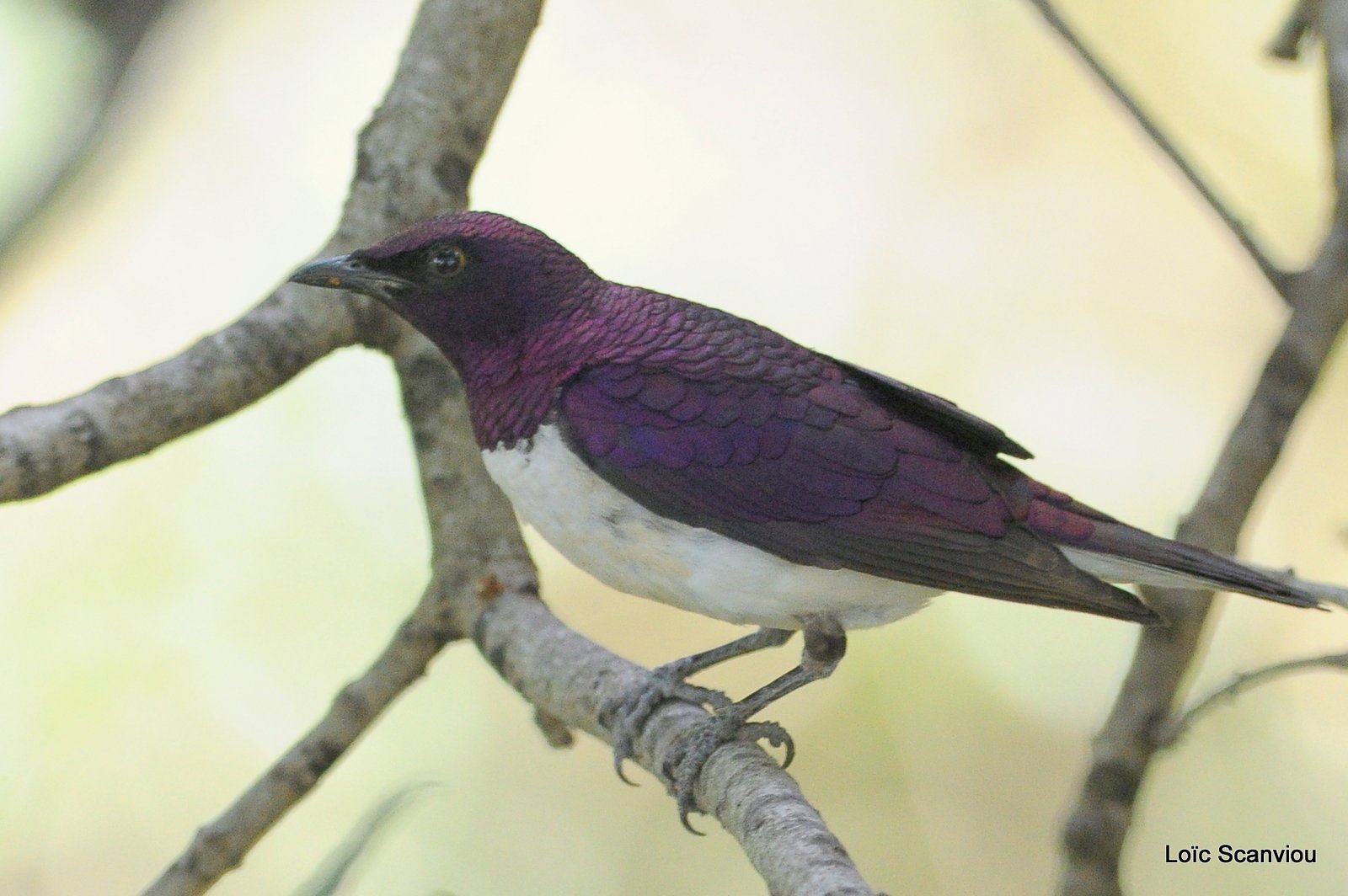 Etourneau améthyste/Violet-backed Starling (2)