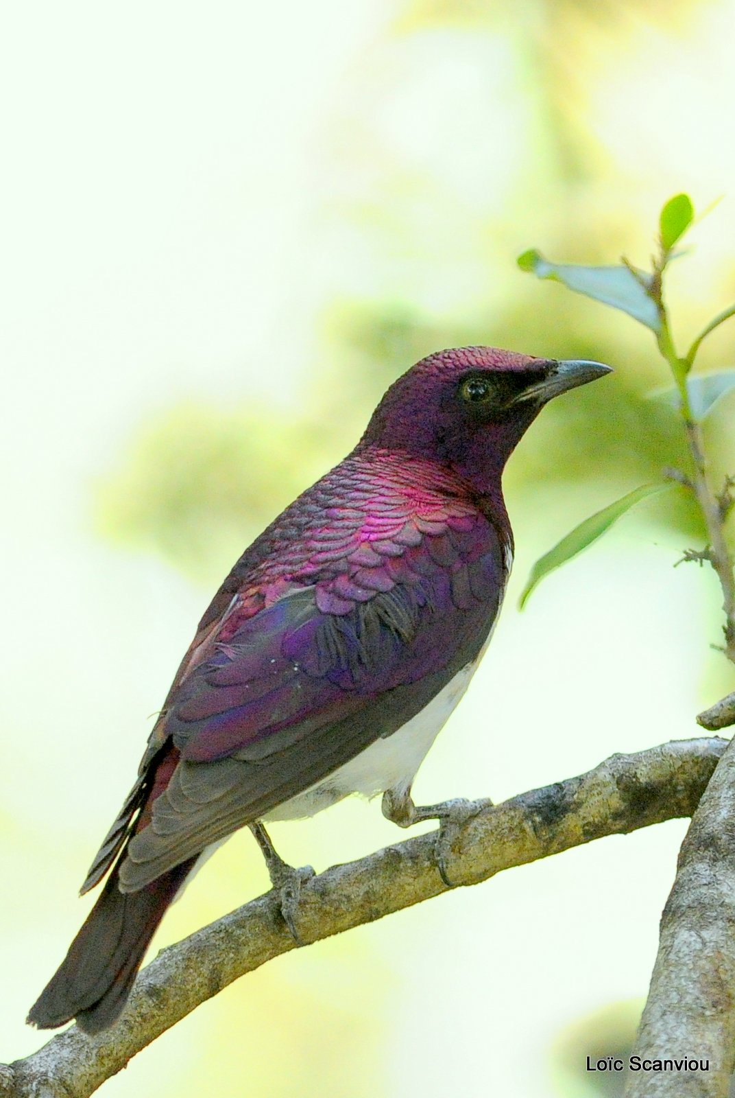 Etourneau améthyste/Violet-backed Starling (3)