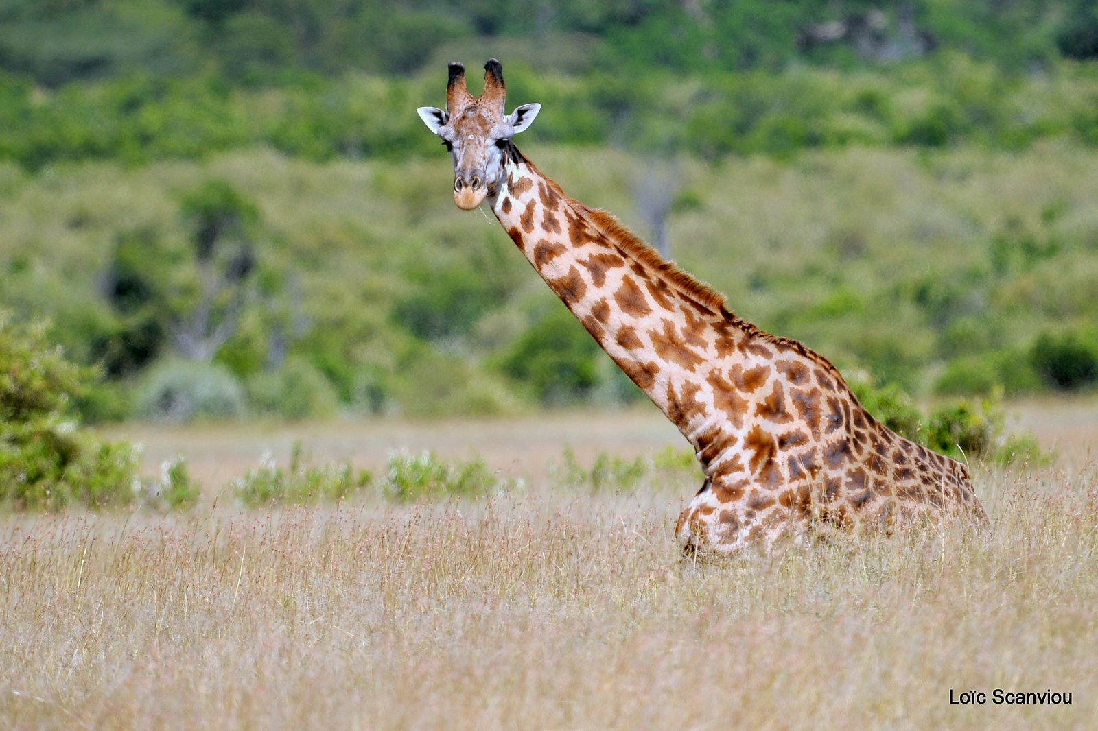 Girafe/Giraffe (1)