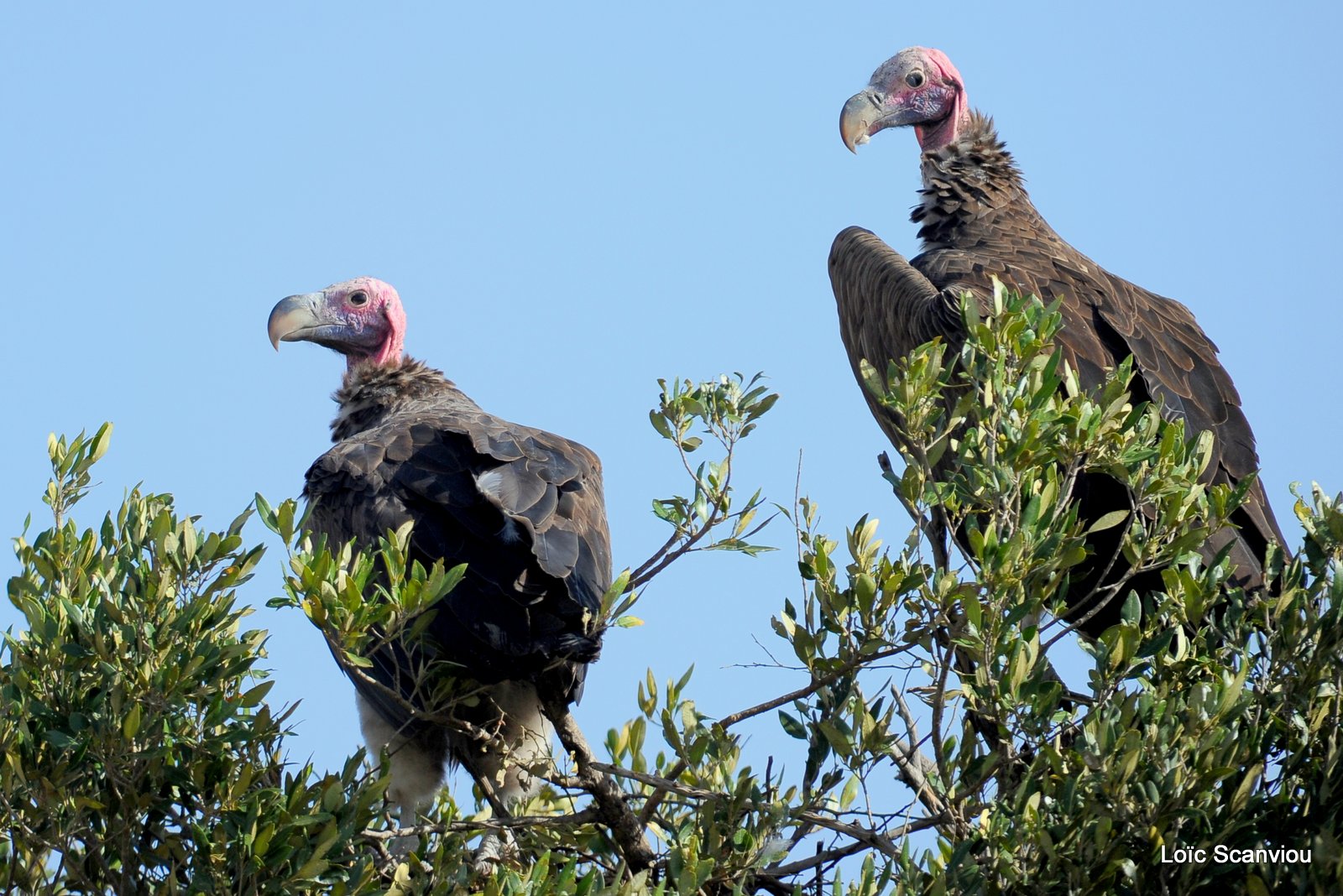 Vautour oricou/Lappet-faced Vulture (1)