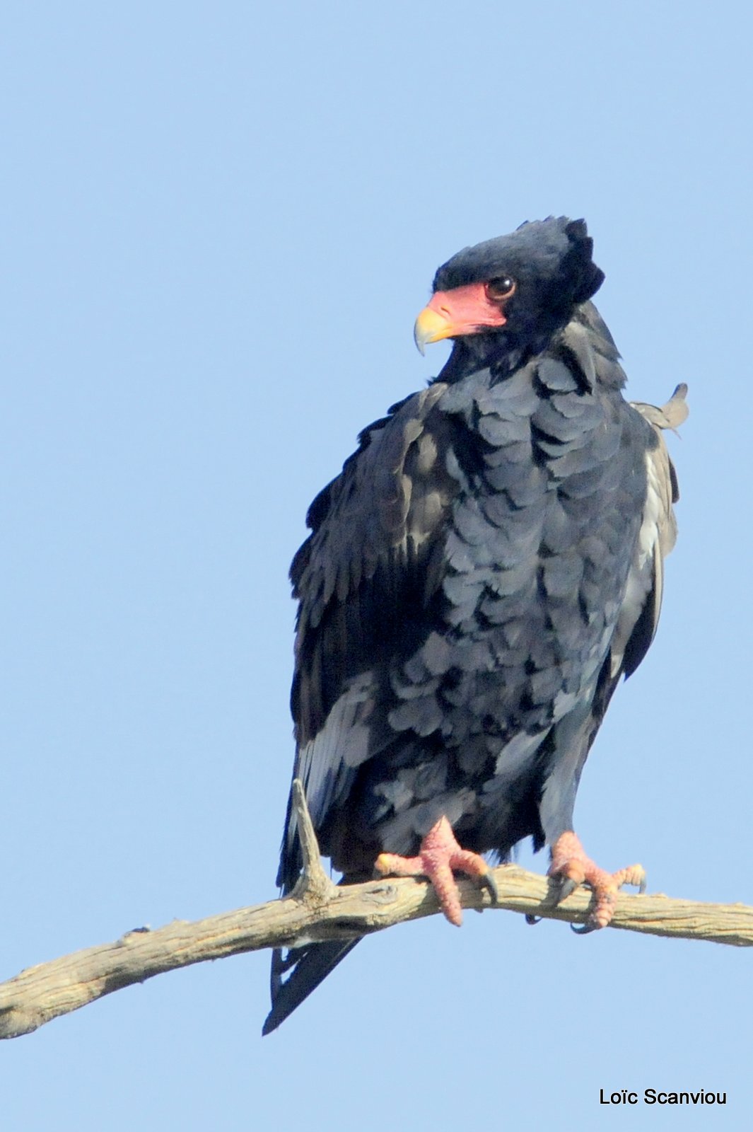 Aigle bateleur/Bateleur Eagle (1)