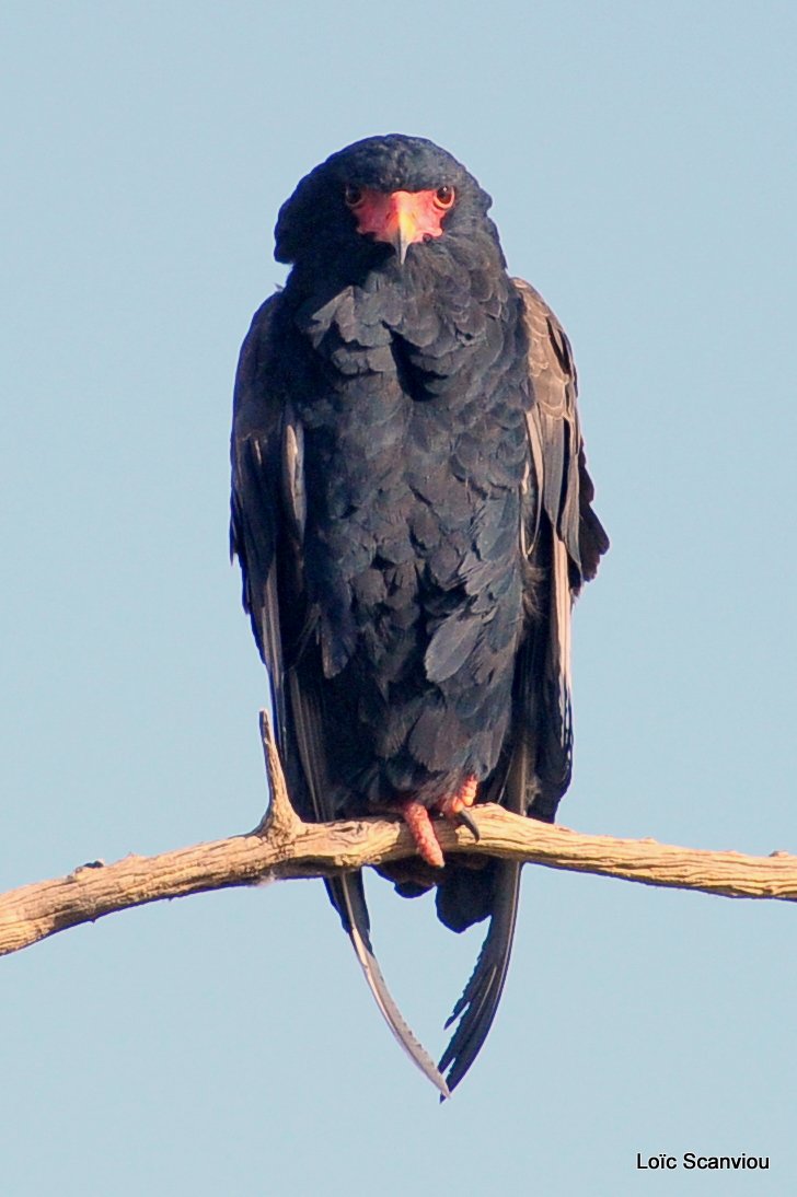 Aigle bateleur/Bateleur Eagle (2)