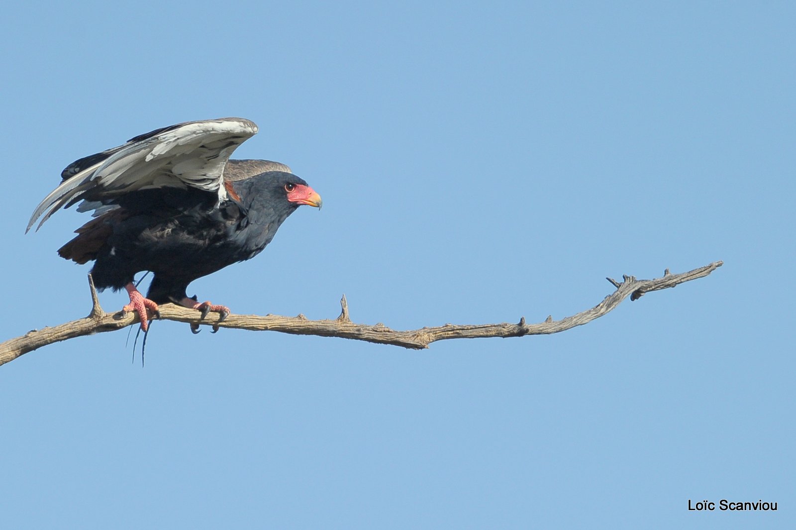 Aigle bateleur/Bateleur Eagle (3)