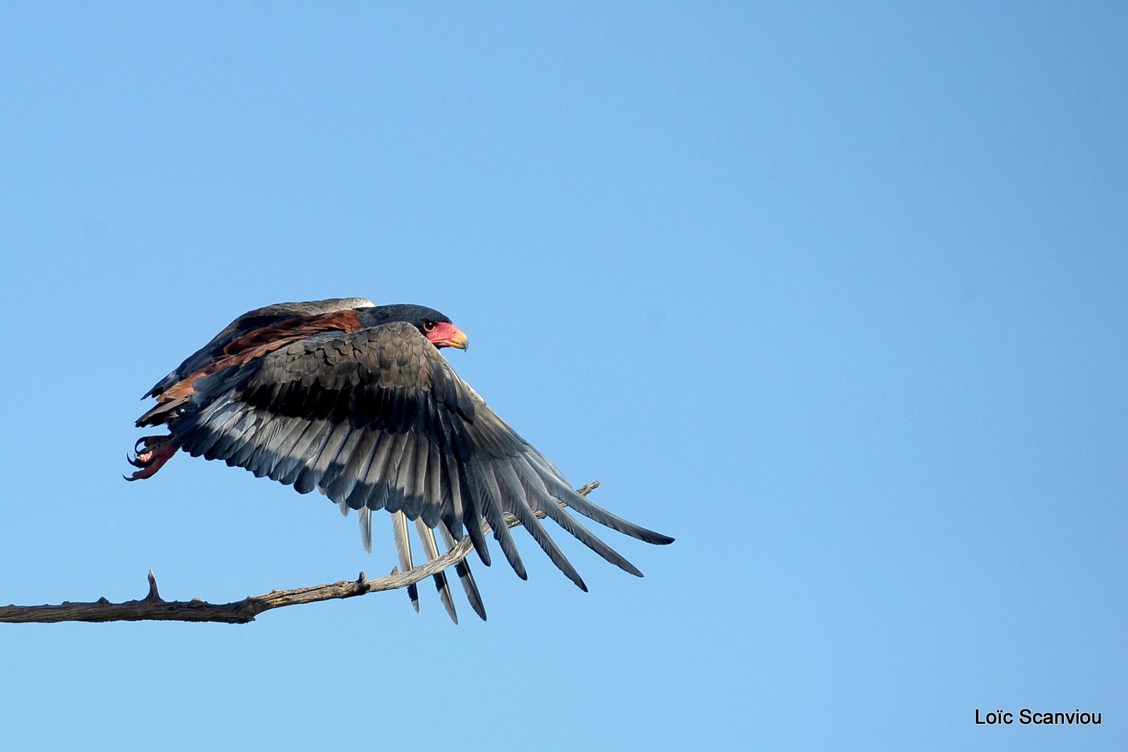 Aigle bateleur/Bateleur Eagle (4)