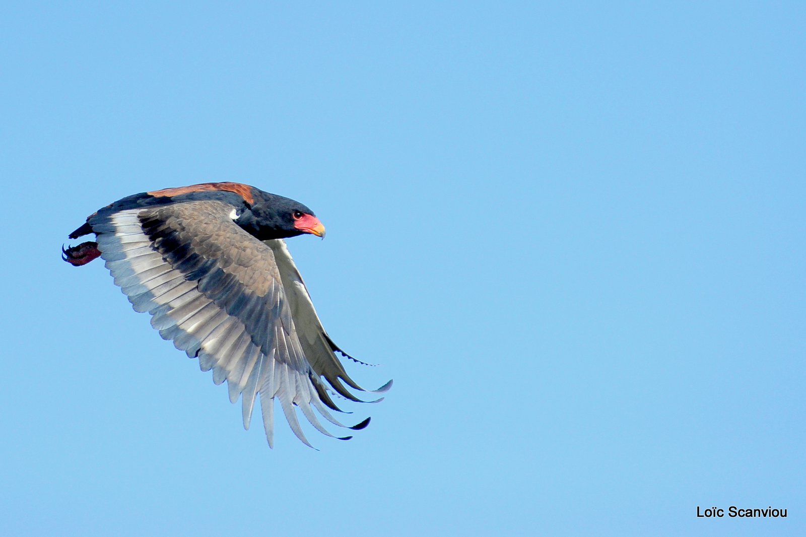 Aigle bateleur/Bateleur Eagle (5)