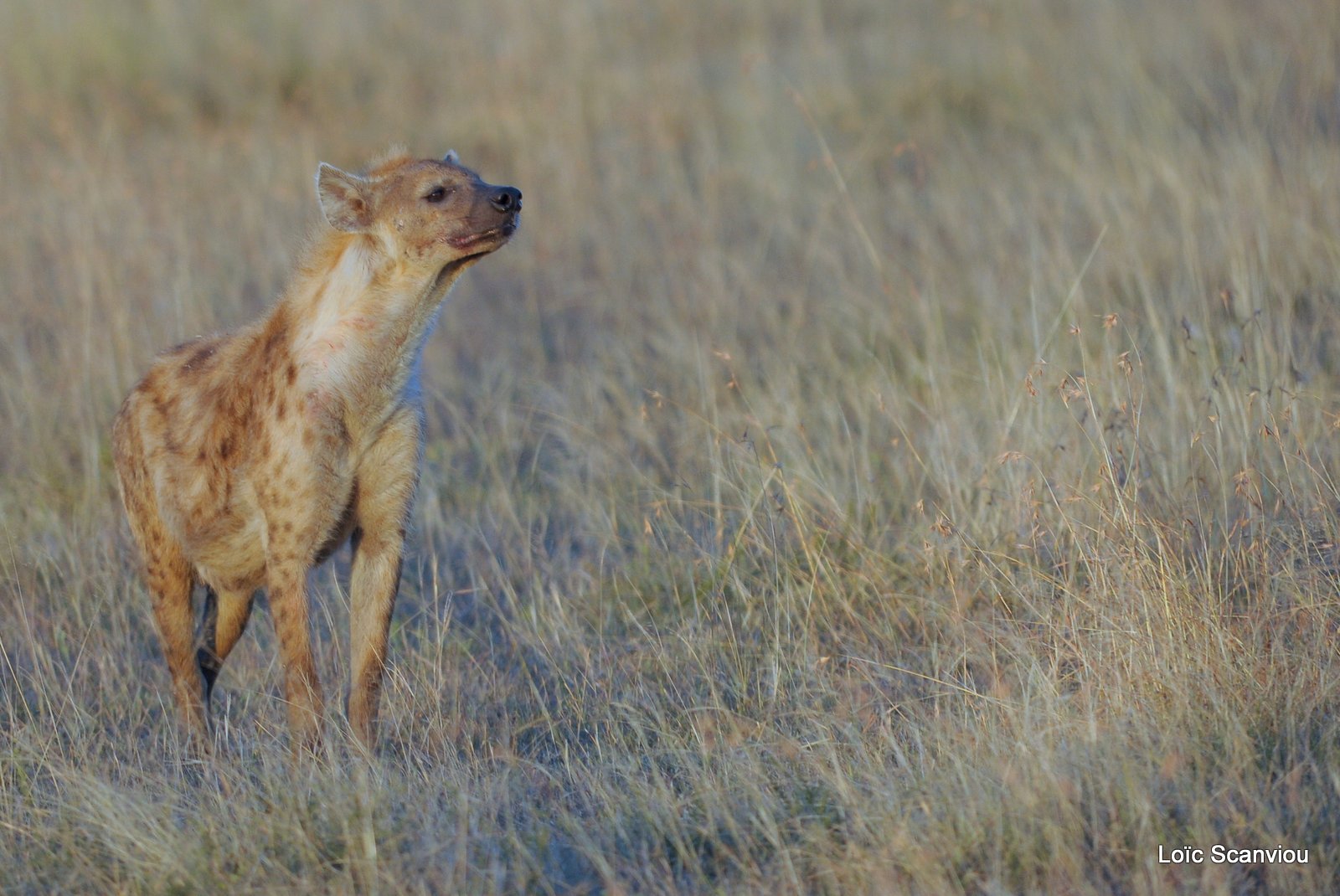 Hyène tachetée/Spotted Hyena (1)