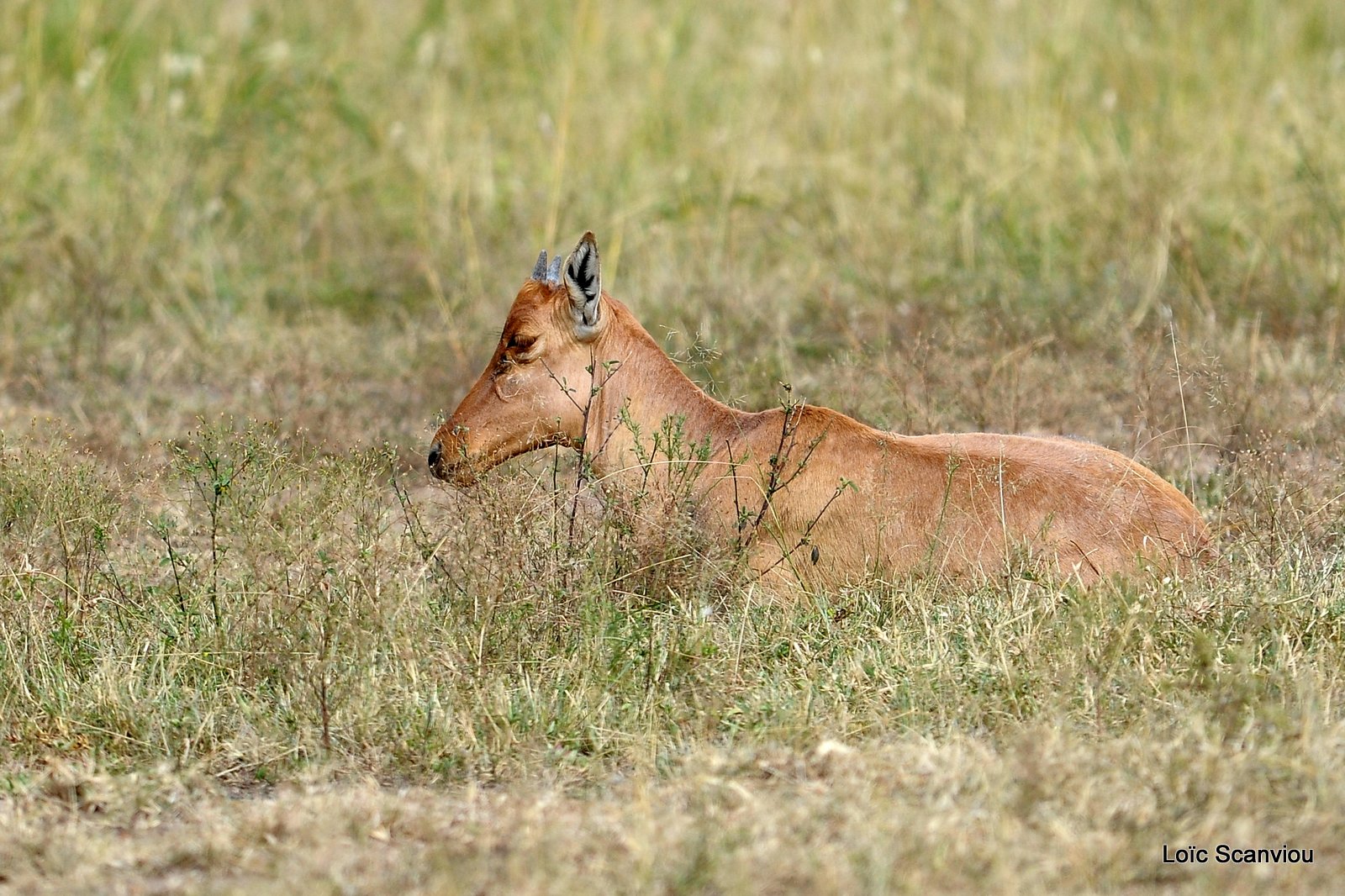 Bubale/Hartebeest (1)