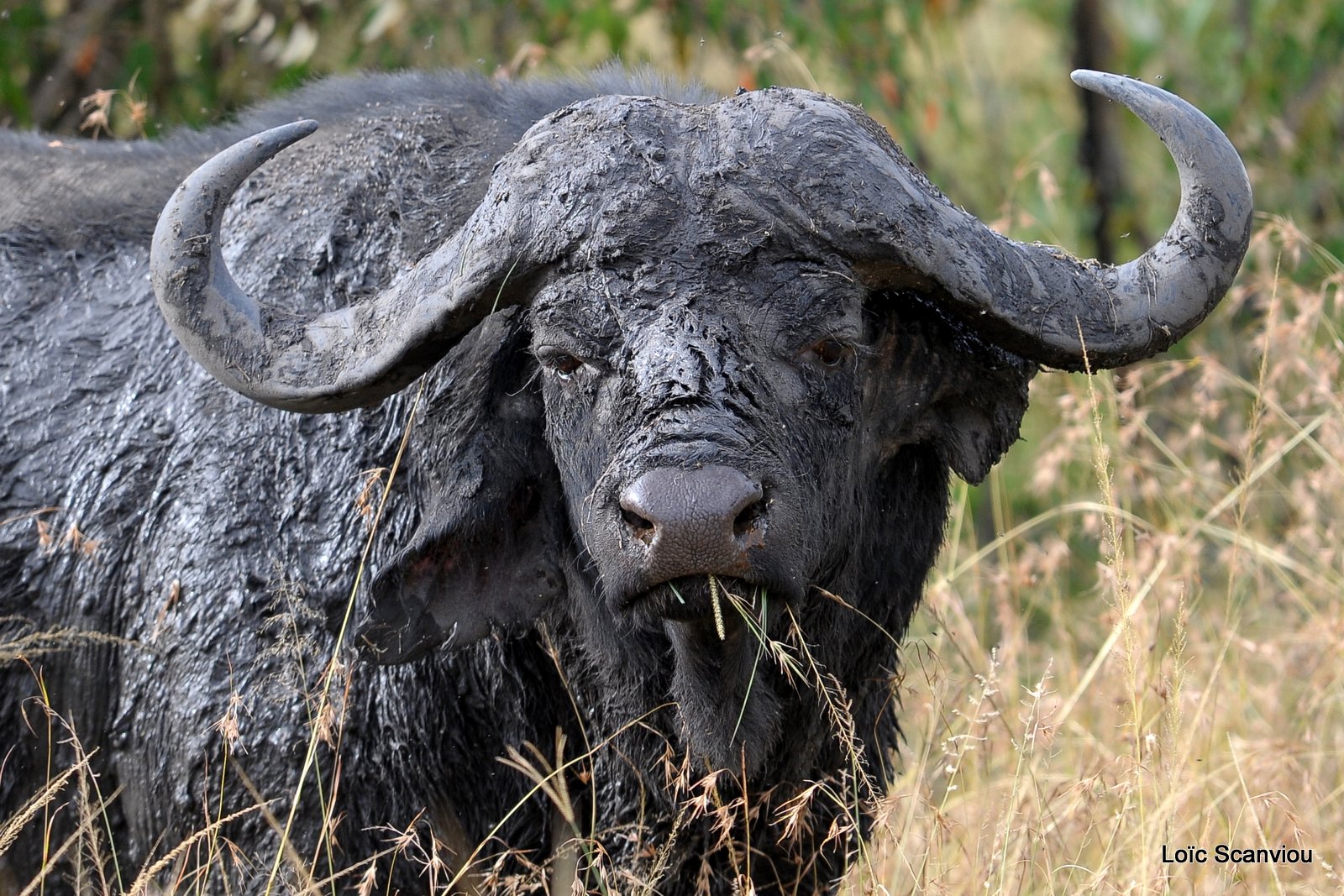 Buffle du Cap/Cape Buffalo (1)