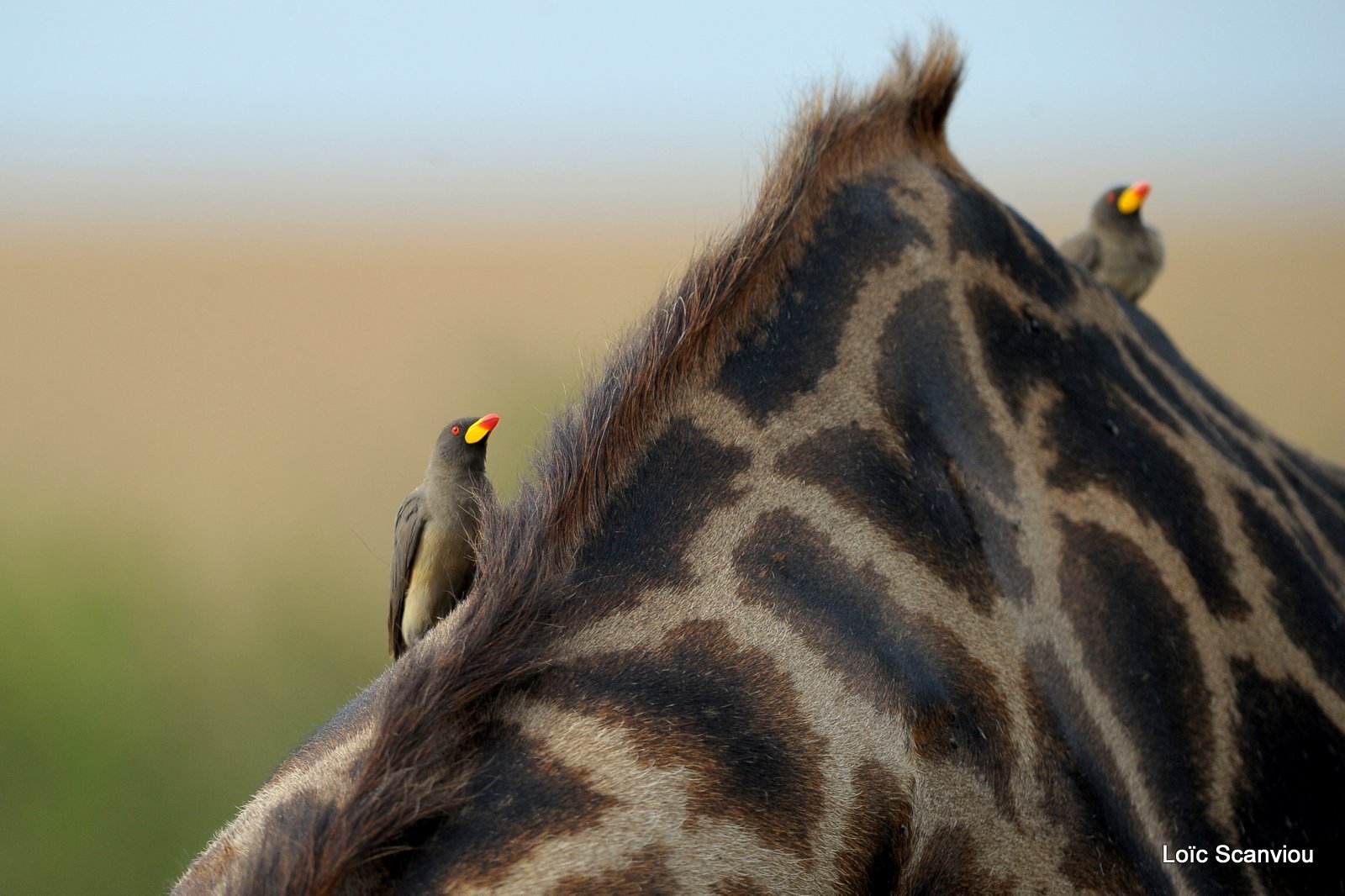 Piqueboeuf à bec jaune/yellow-billed Oxpecker (1)