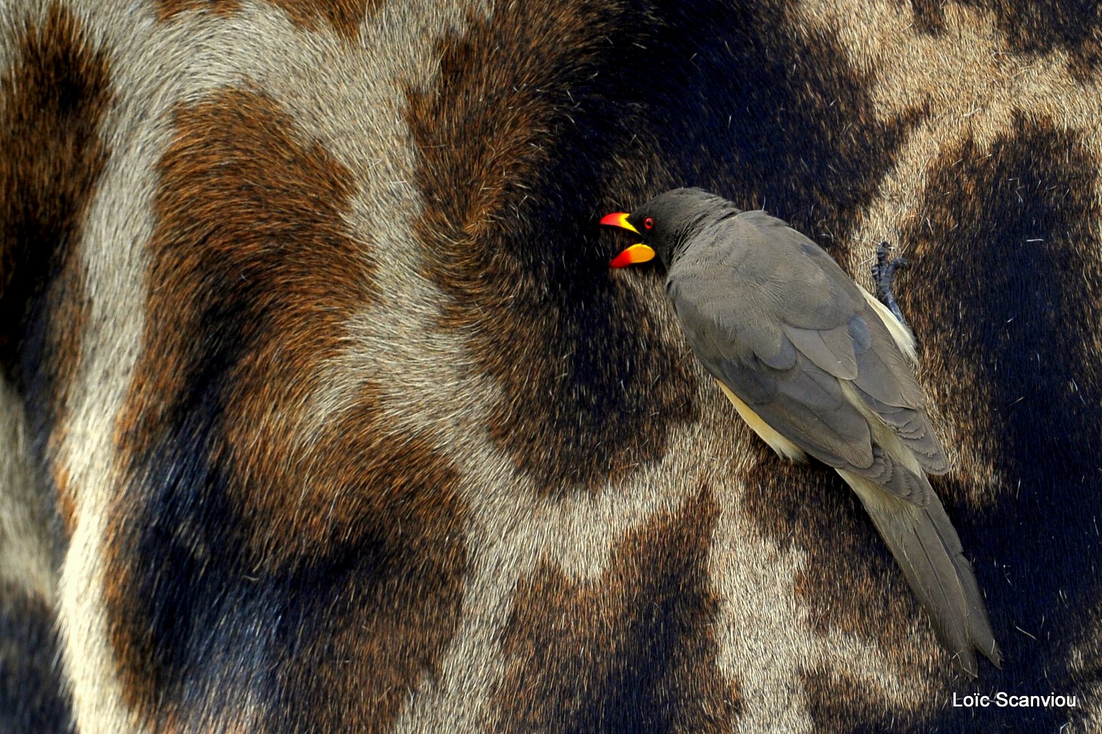 Piqueboeuf à bec jaune/yellow-billed Oxpecker (2)