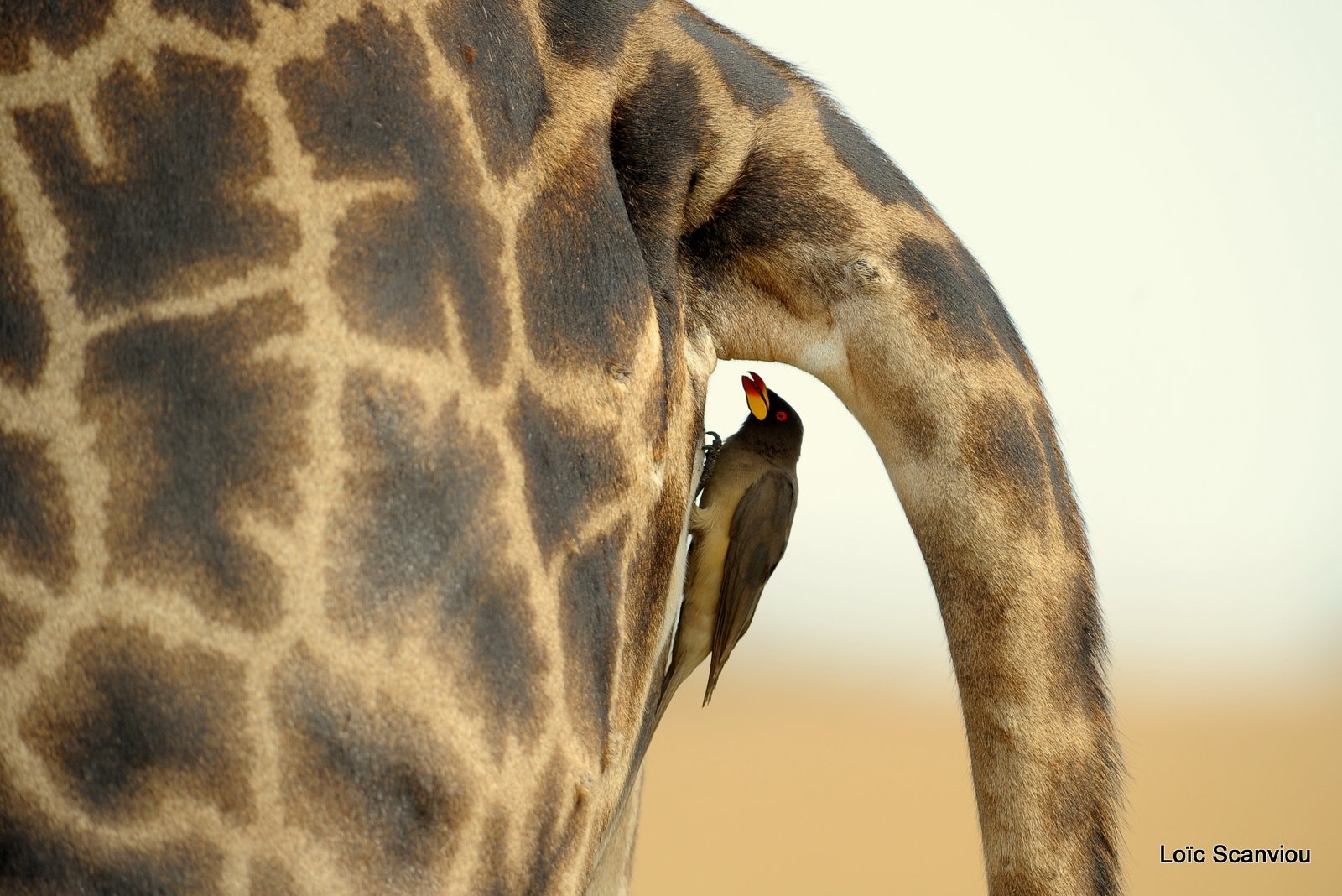 Piqueboeuf à bec jaune/yellow-billed Oxpecker (4)