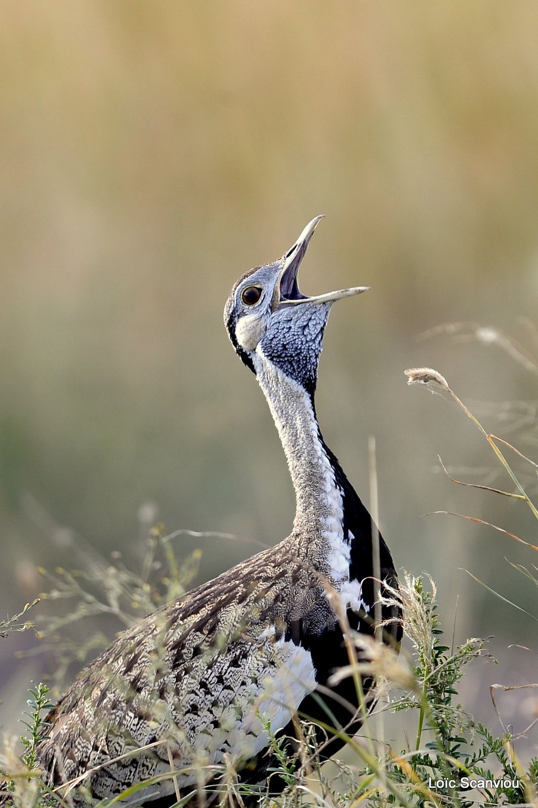 Outarde à ventre noir/Black-bellied Bustard (1)