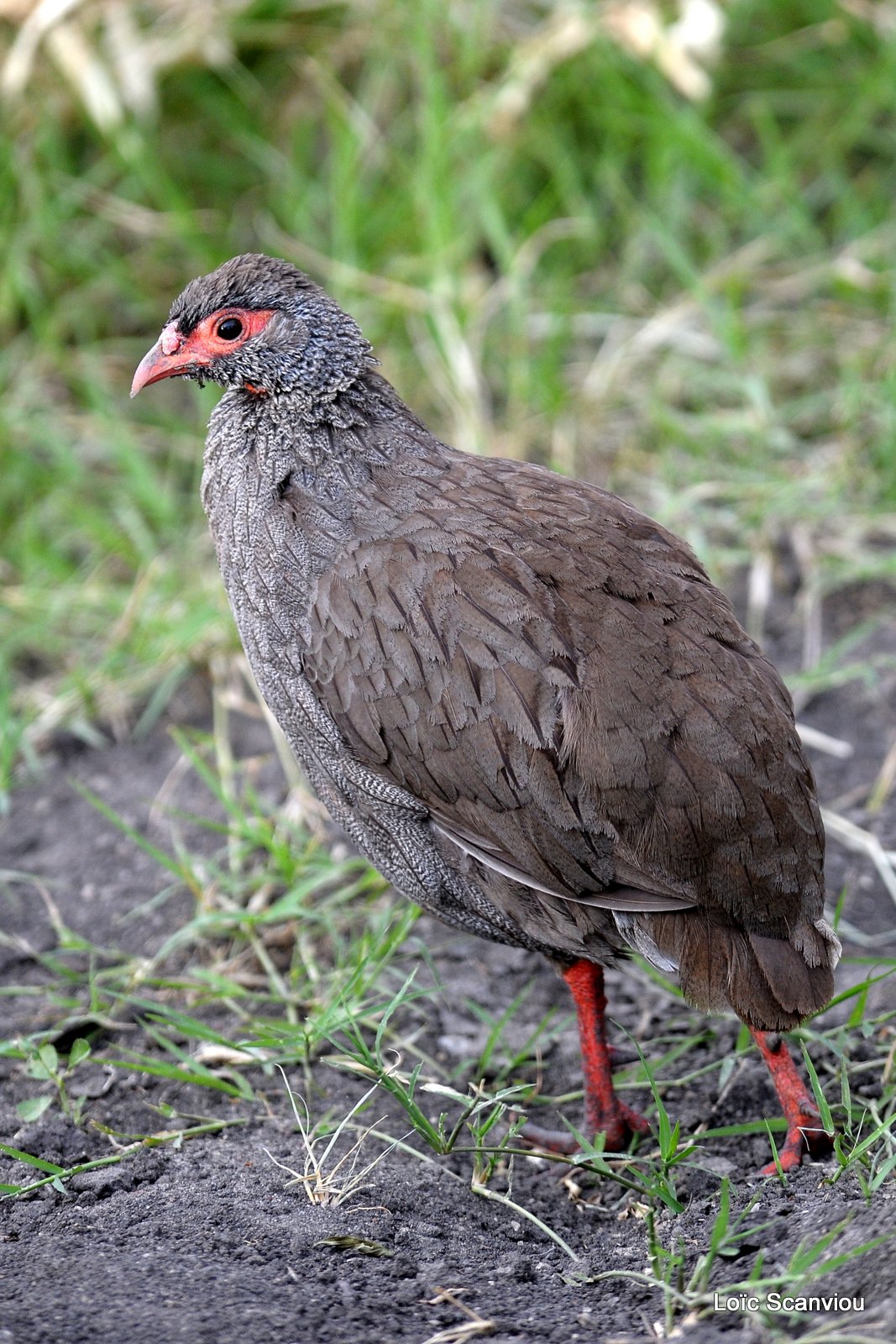 Francolin à gorge rouge/Red-necked Spurfowl (1)