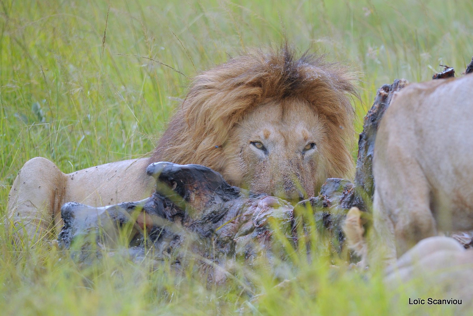 Repas de lion/Lion eating (13)