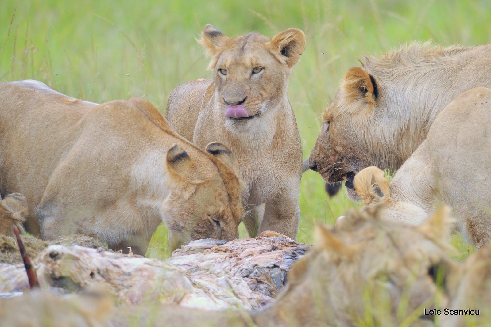 Repas de lion/Lion eating (17)