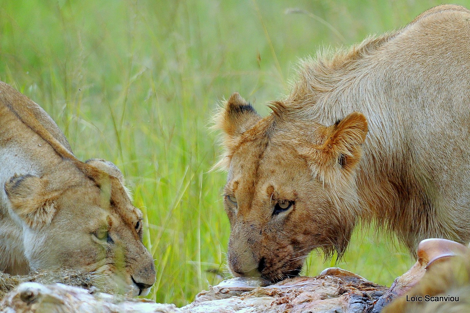 Repas de lion/Lion eating (18)