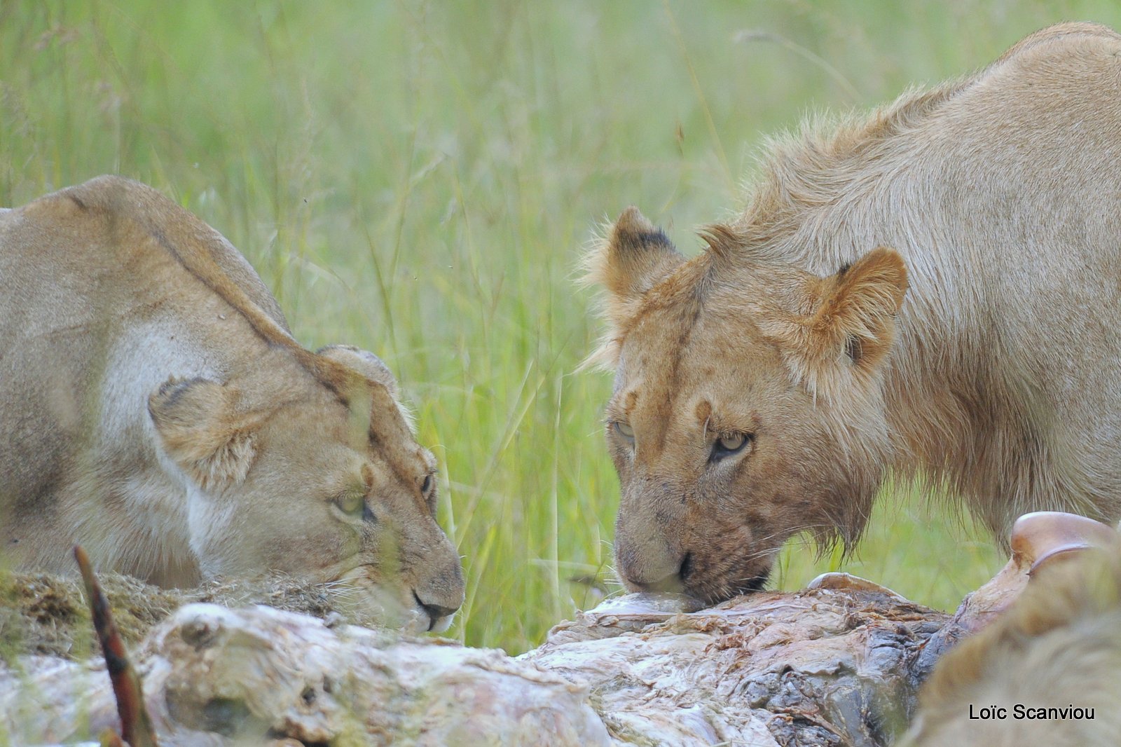 Repas de lion/Lion eating (19)