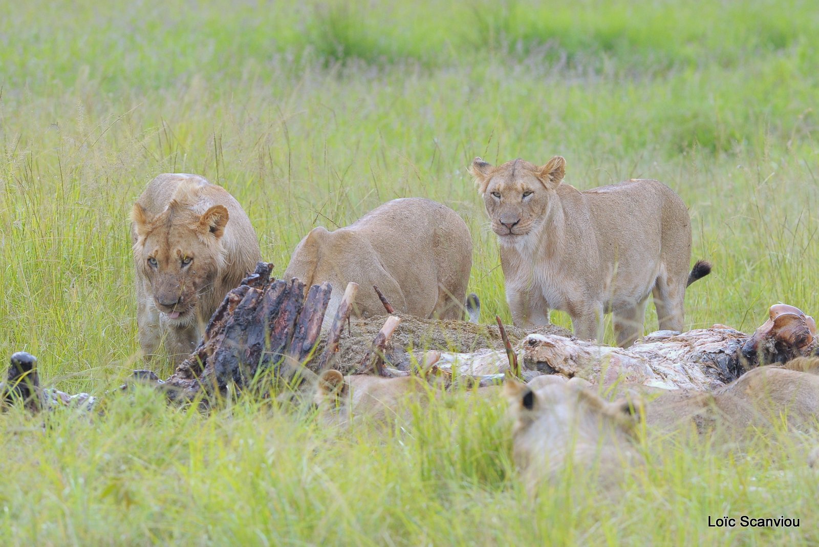 Repas de lion/Lion eating (20)