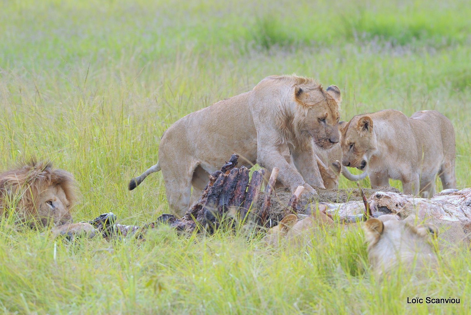 Repas de lion/Lion eating (21)