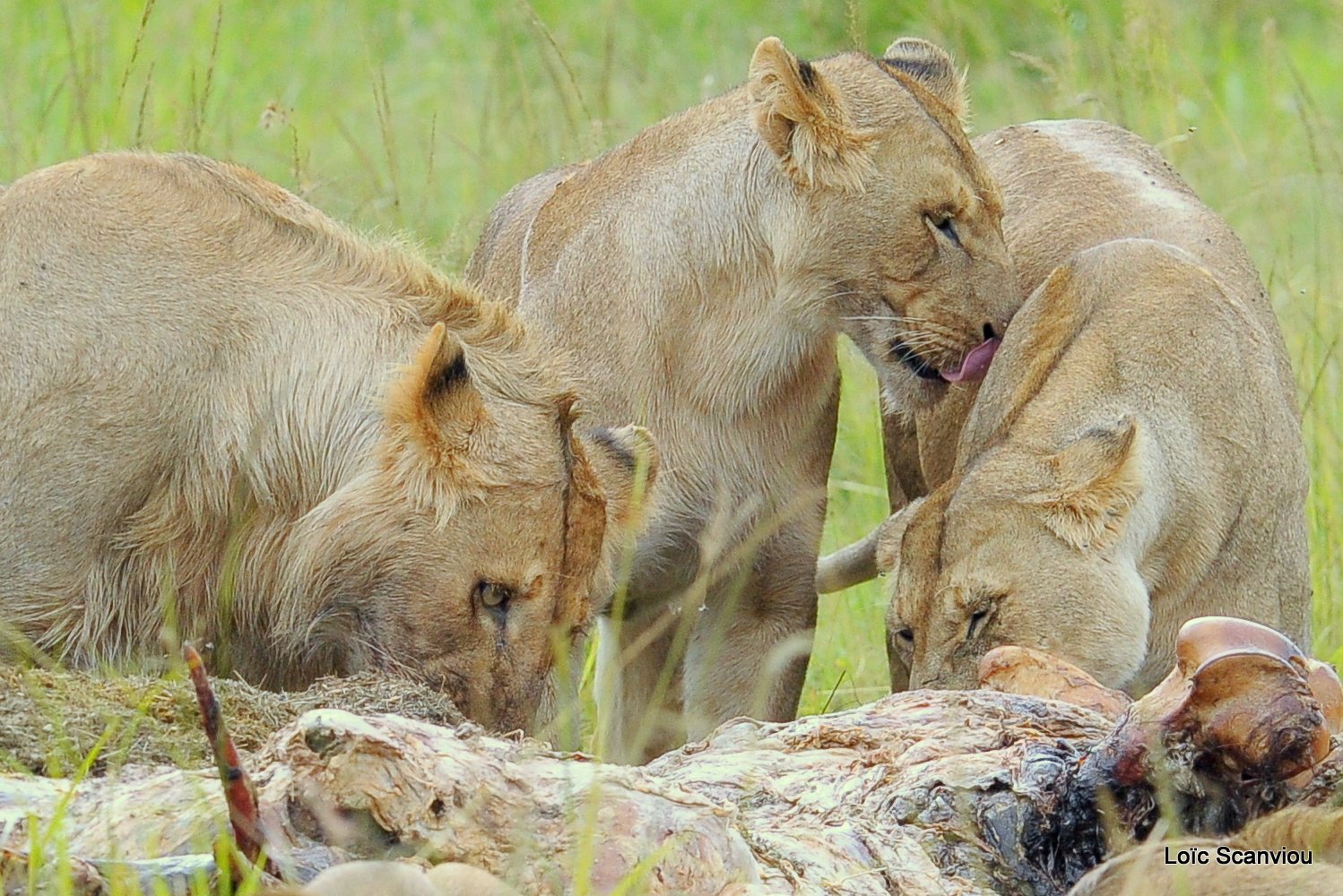 Repas de lion/Lion eating (22)