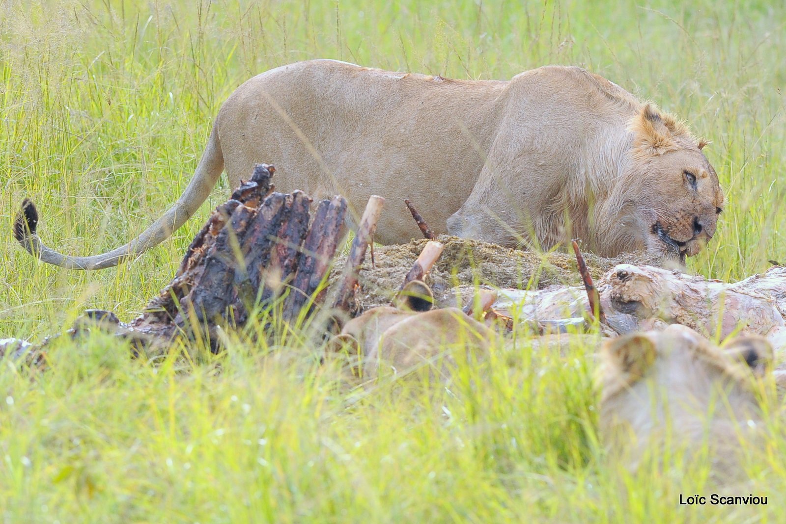 Repas de lion/Lion eating (23)