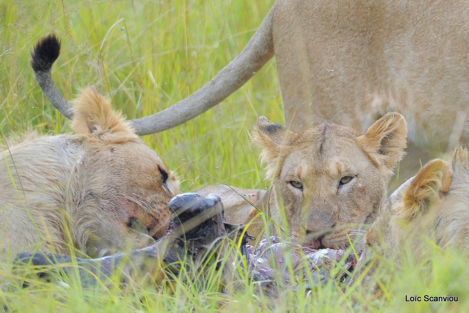 Repas de lion/Lion eating (25)